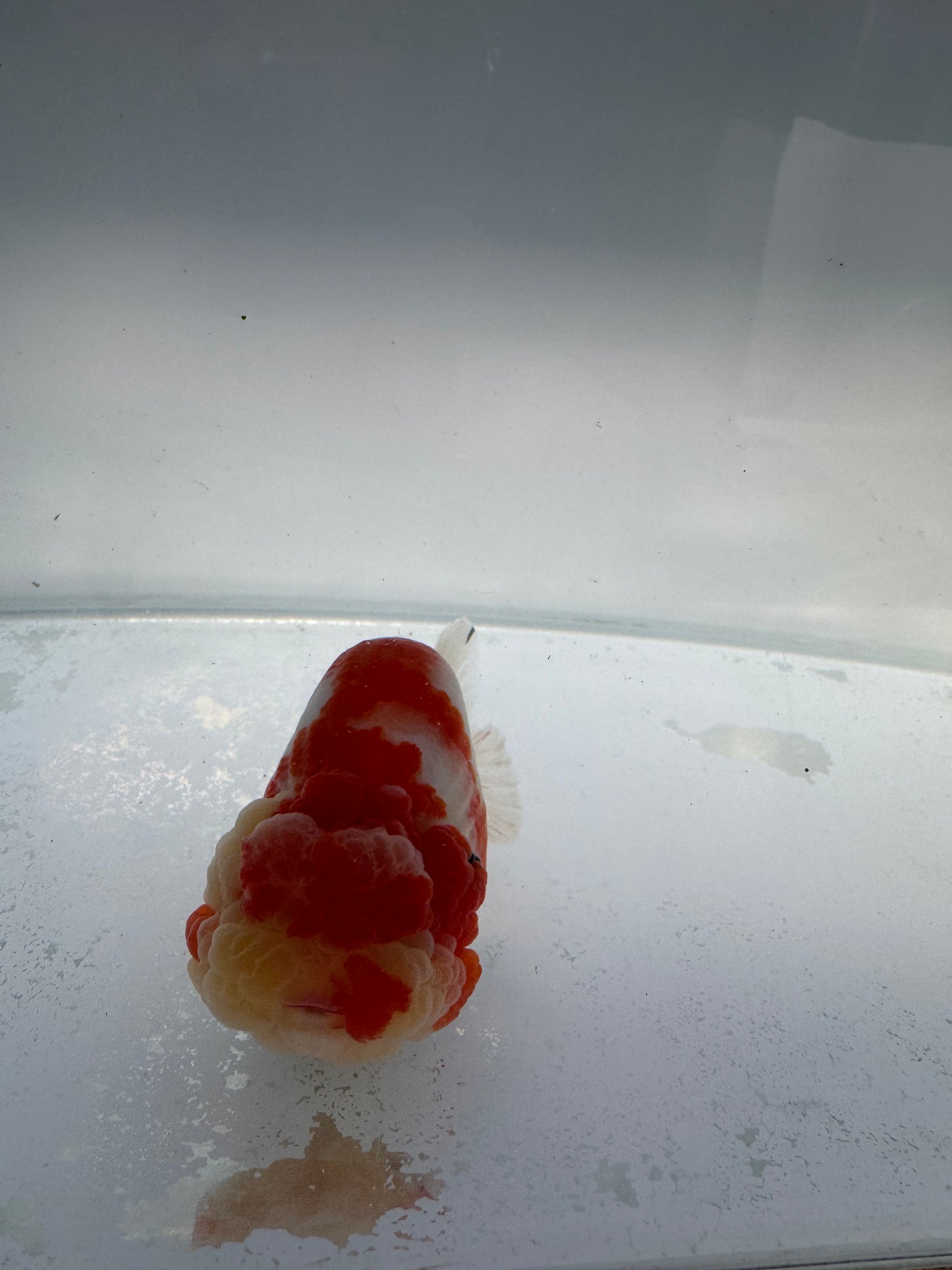 Sakura Ranchu. WVF170,Direct from Meng Lee