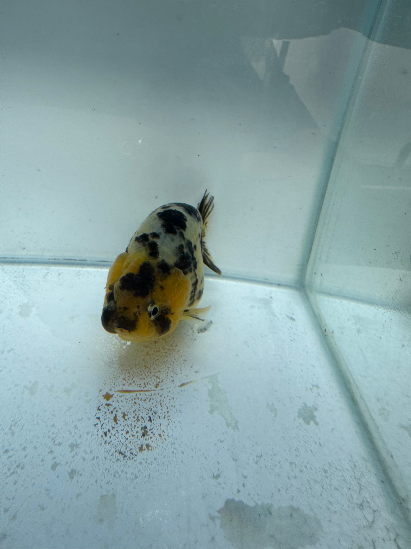 Cow Ranchu. WVF310