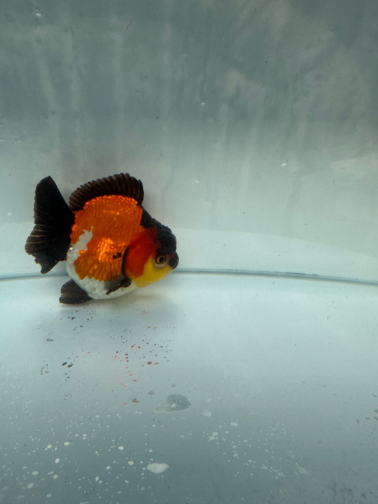 Short taił Tricolour Oranda. WVF267. Direct from Nana farm