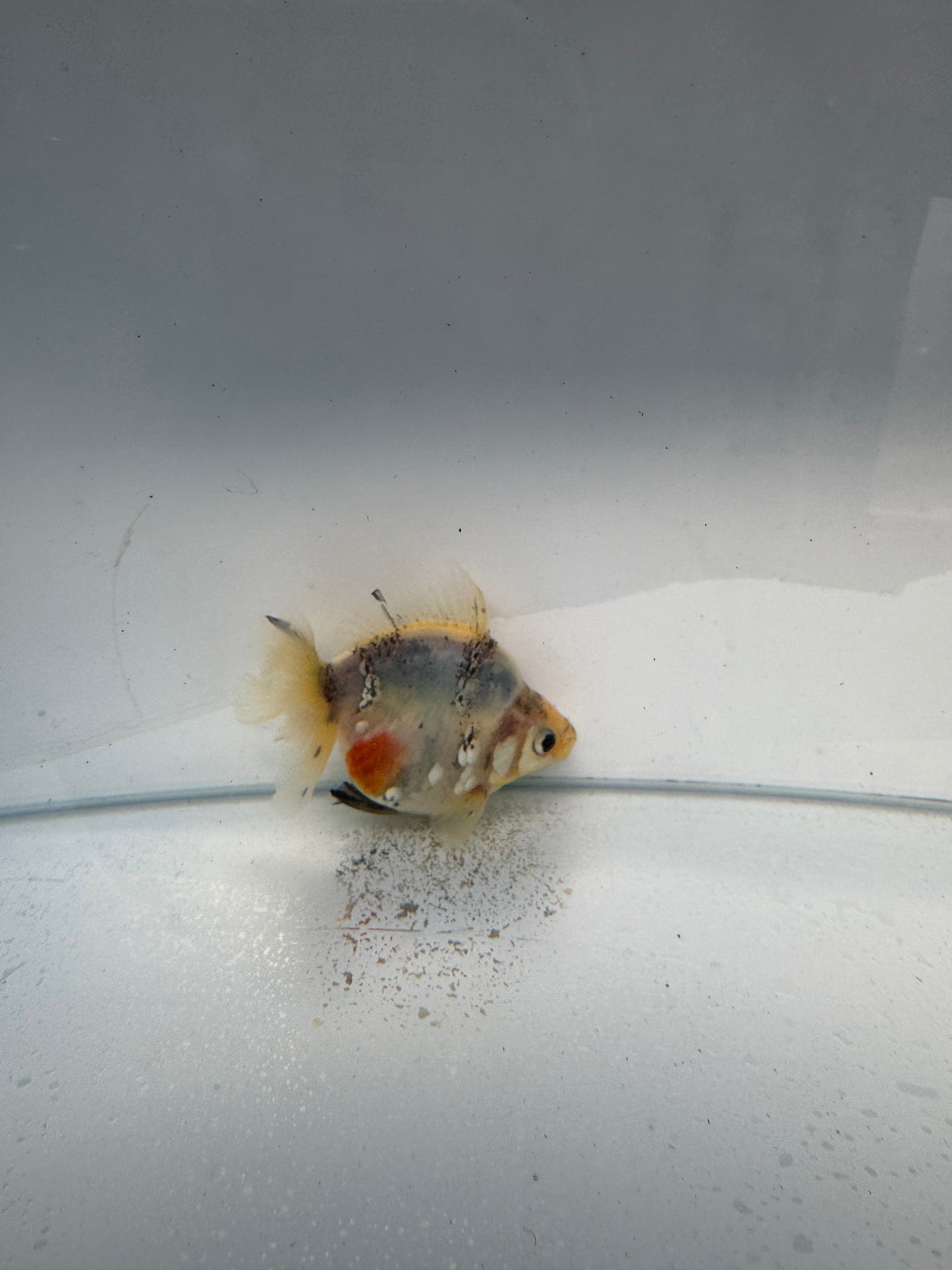 Calico Ryukin. WVF154