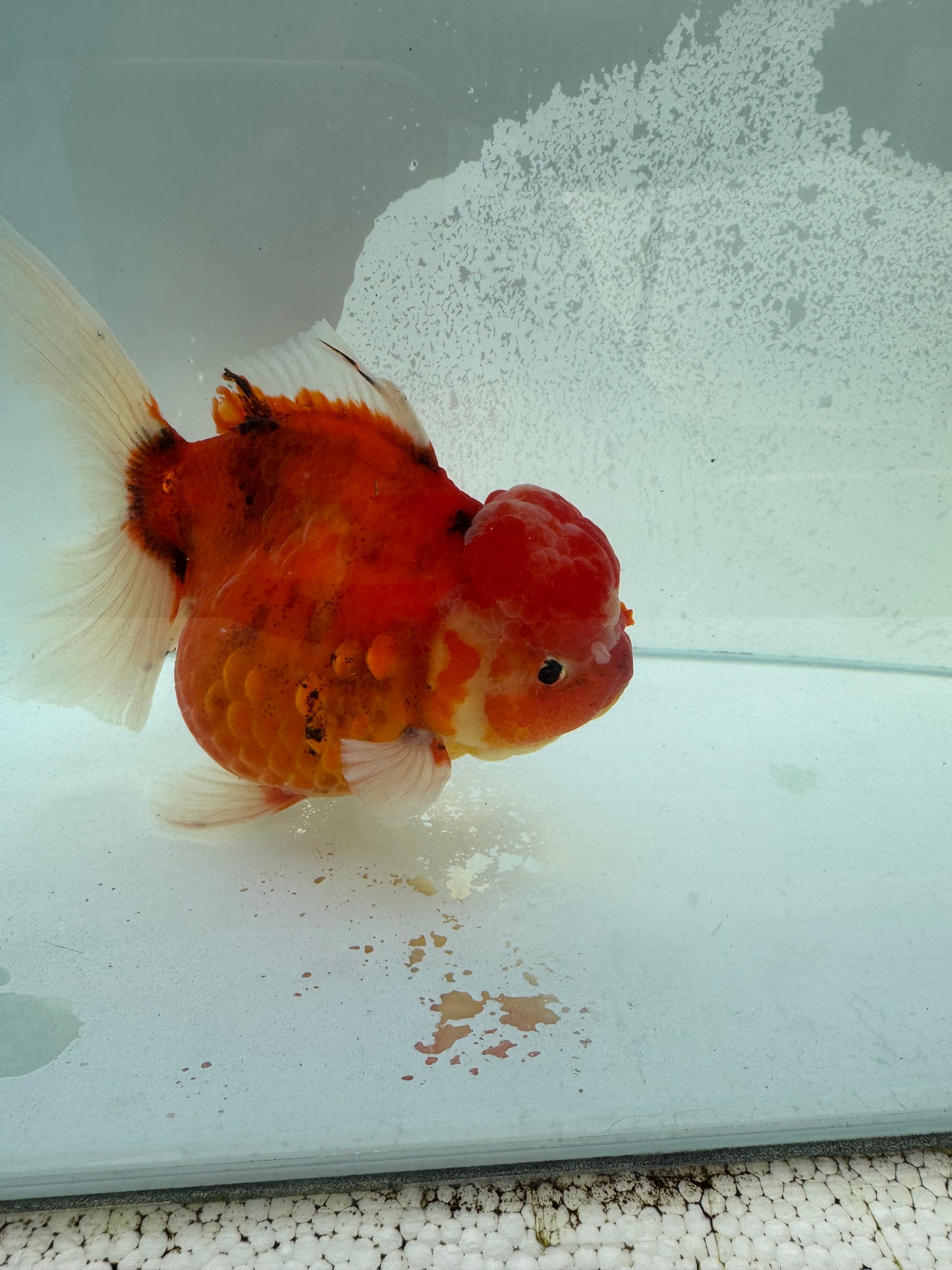 Calico Oranda. WVF367