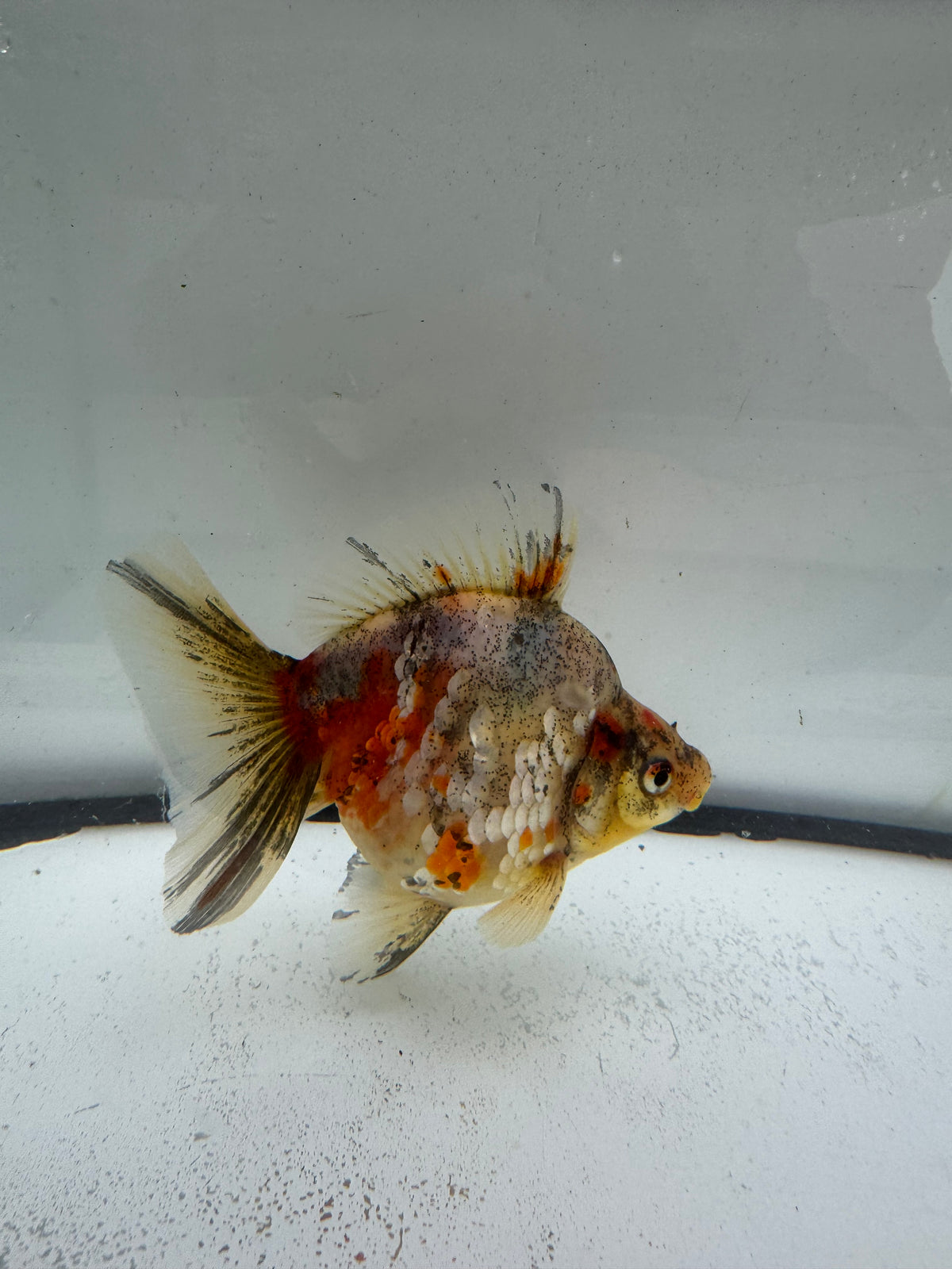 Calico broadtail Ryukin. WVF1001