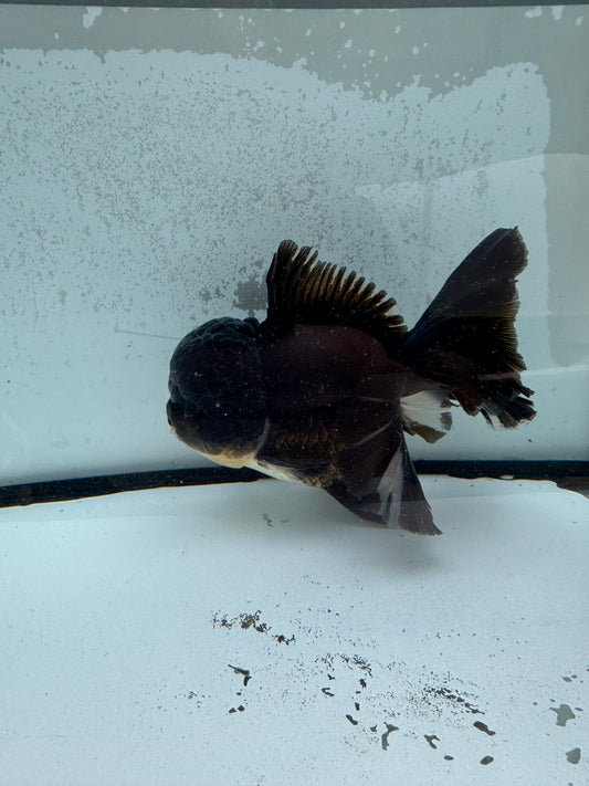 Black Oranda. WVF1130