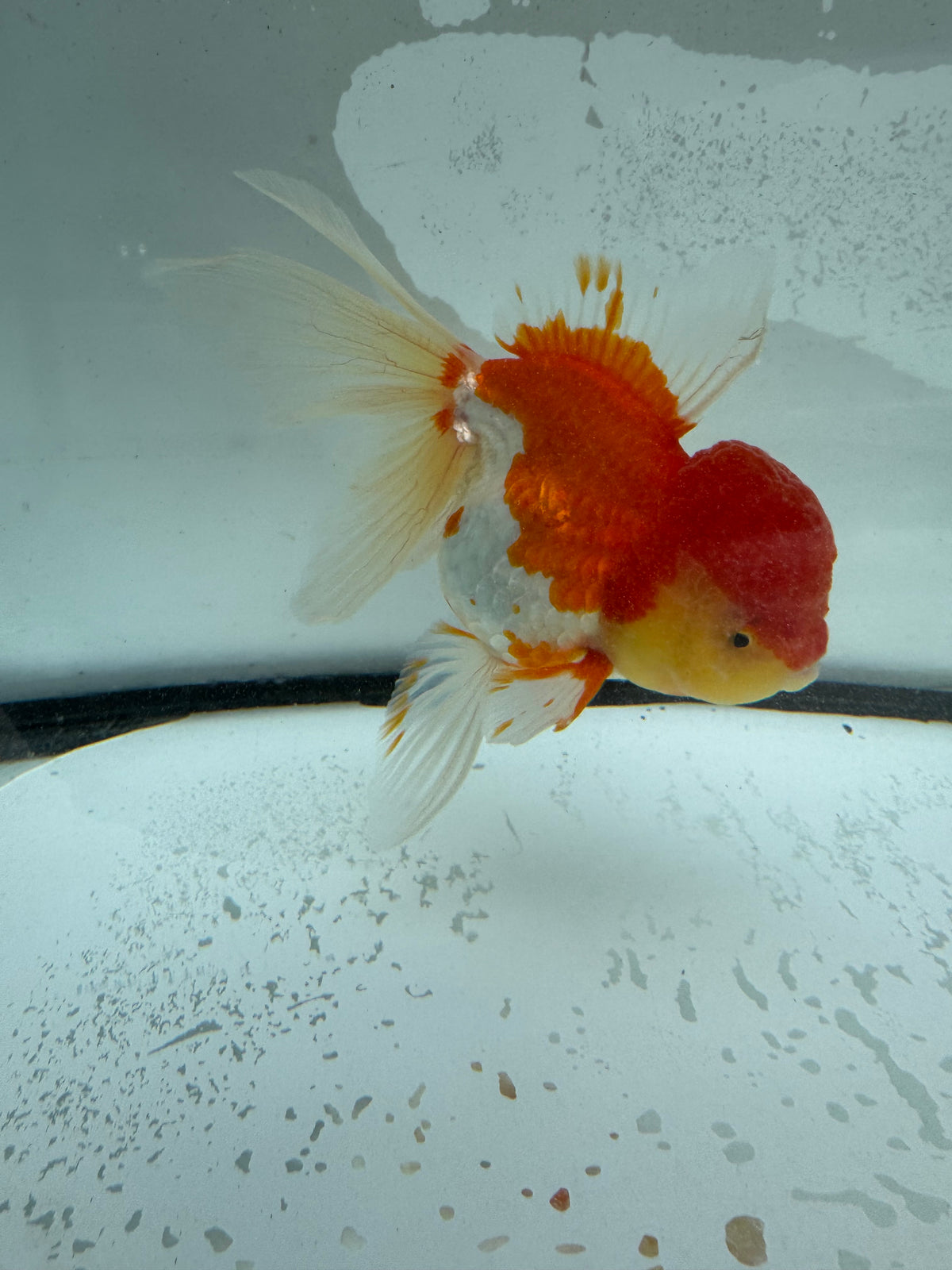 Red&white Oranda. WVF986