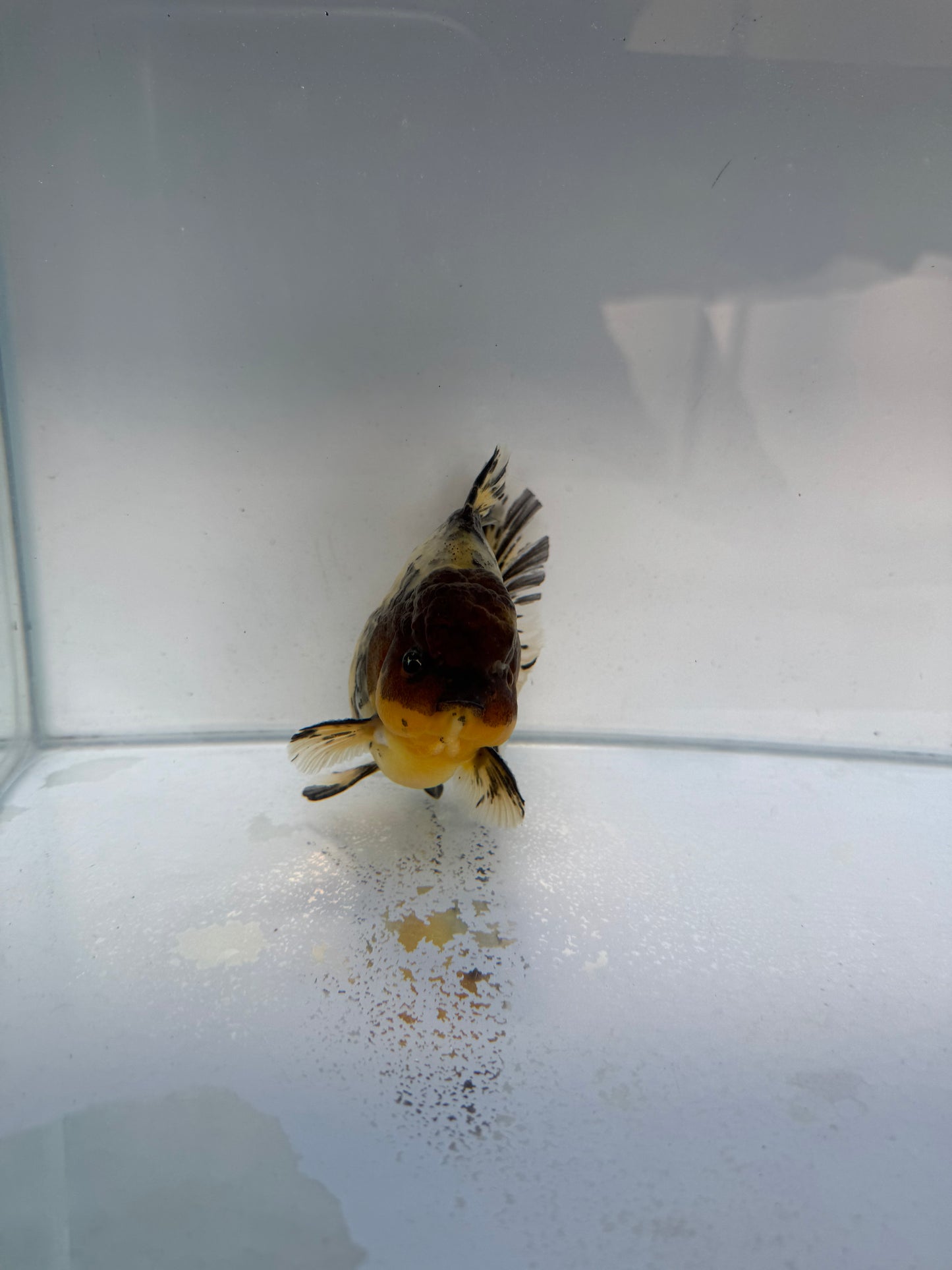Calico shogun Oranda. WVF329 direct from Jack Shogun