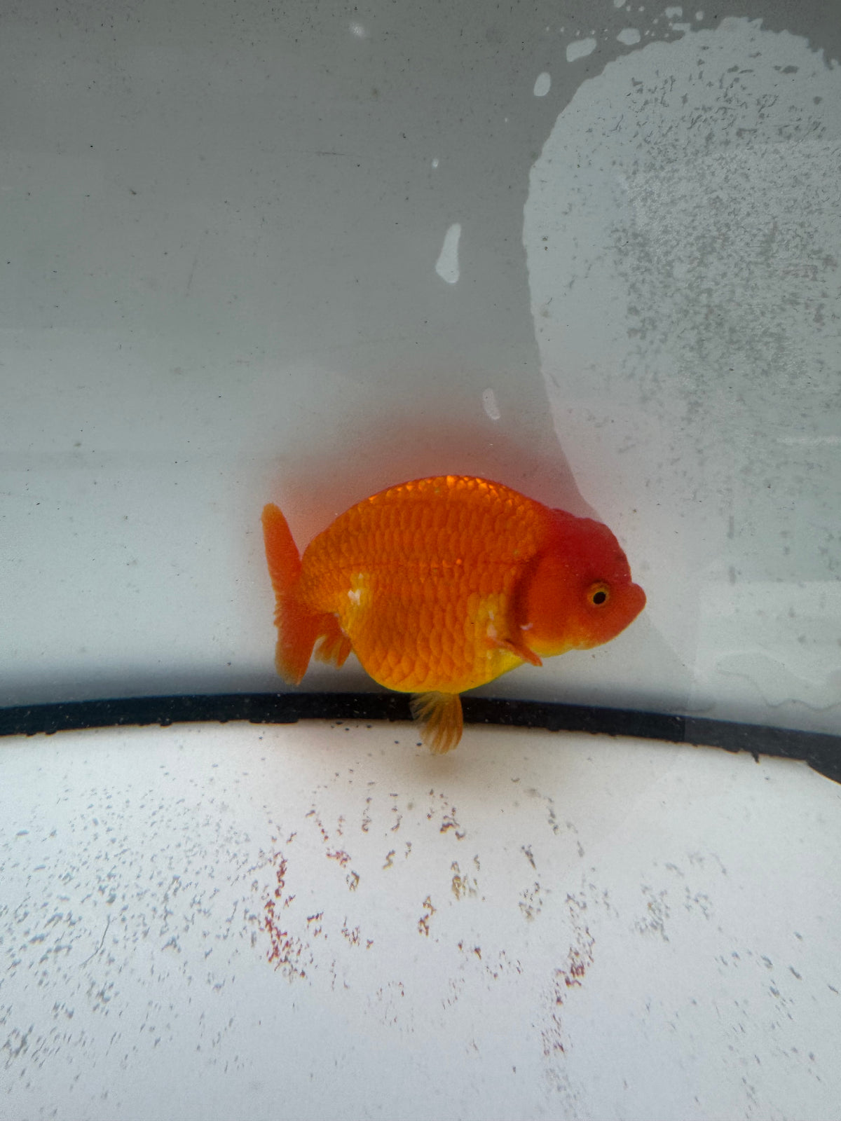 Red&white Ranchu WVF993