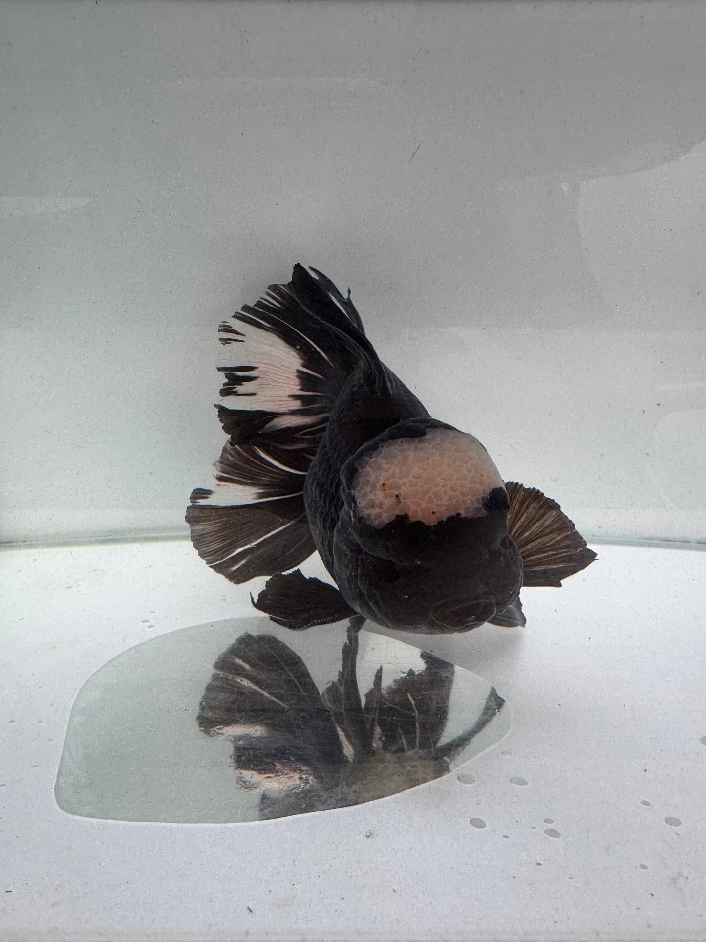 Panda Oranda. WVF289