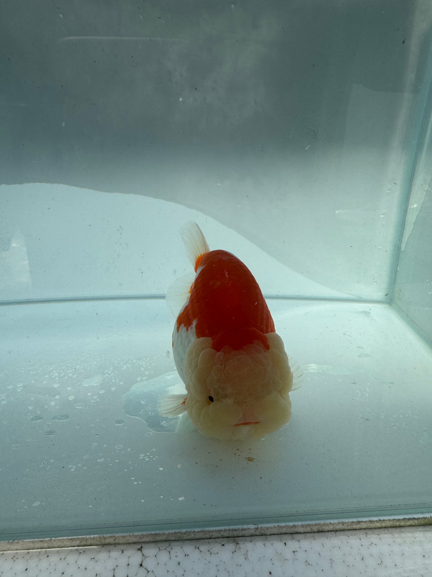 Red&white Ranchu. WVF191