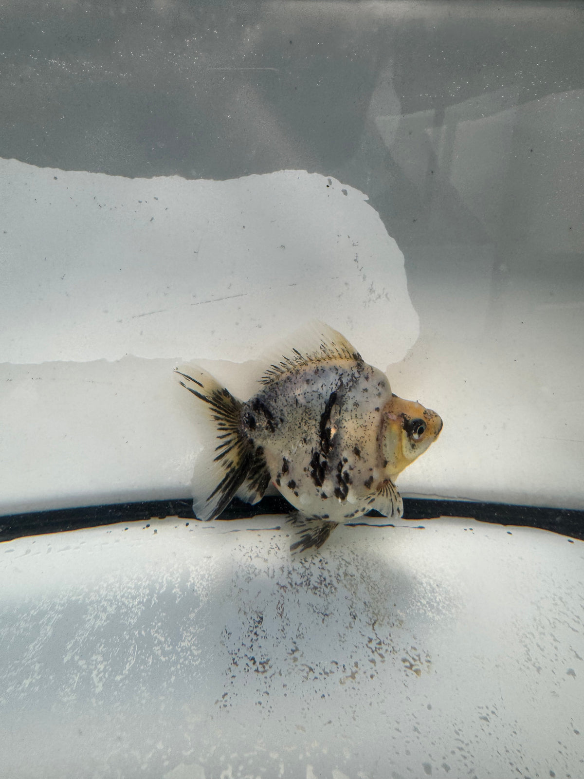Calico Ryukin. WVF1025