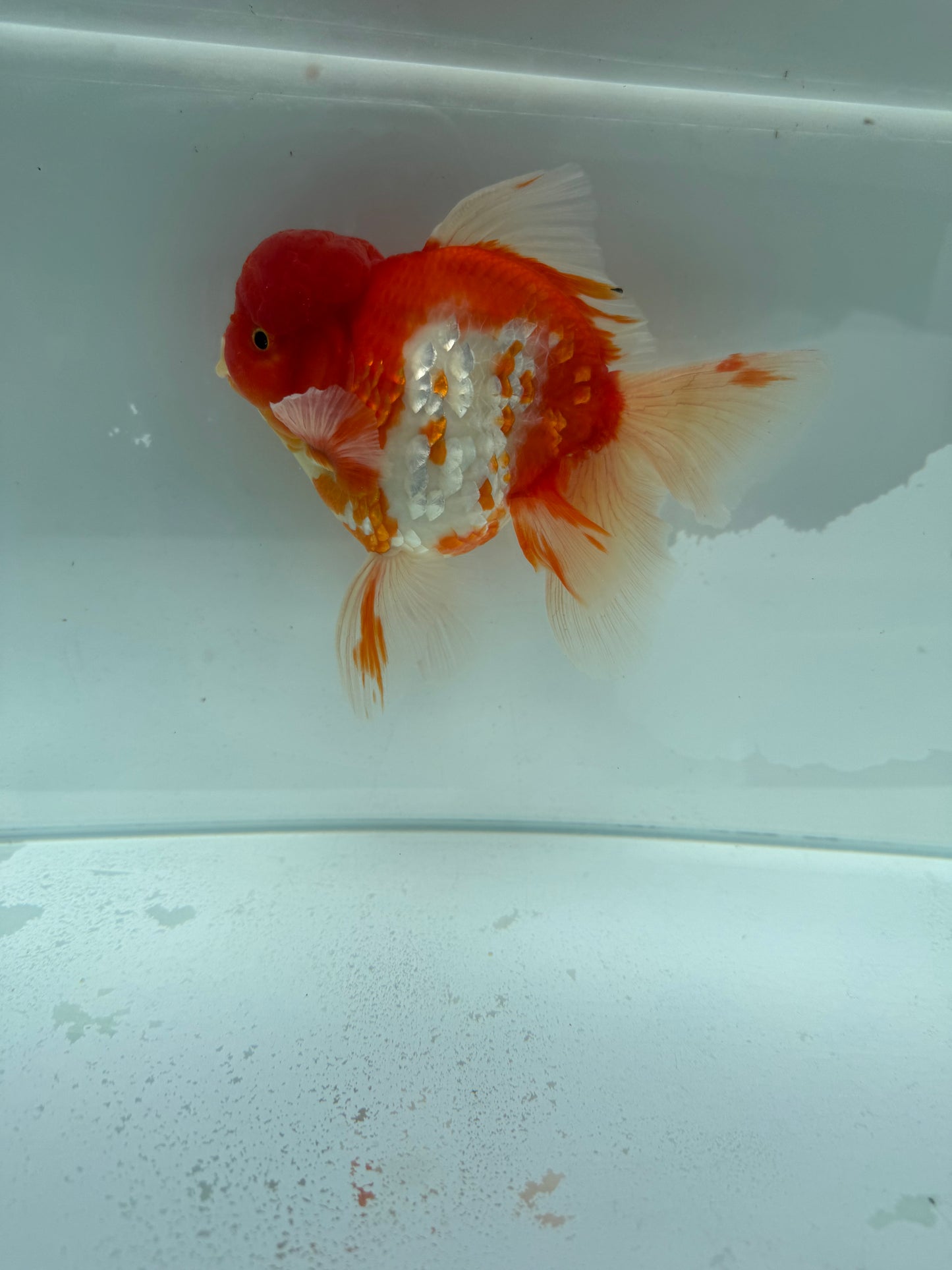 Sakura Oranda. WVF341