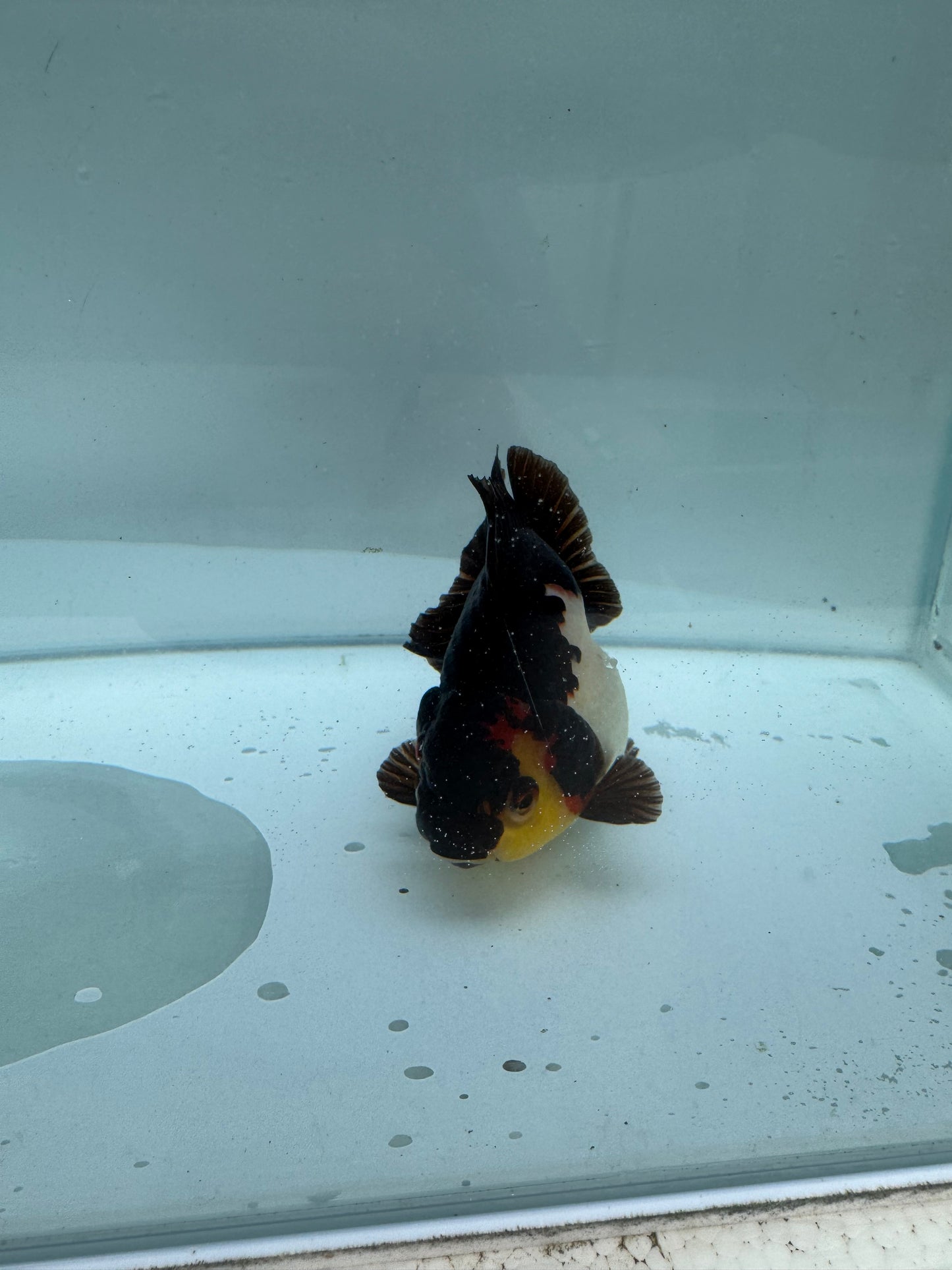 Panda/tricolour Oranda direct from Nana goldfish farm. WVF288