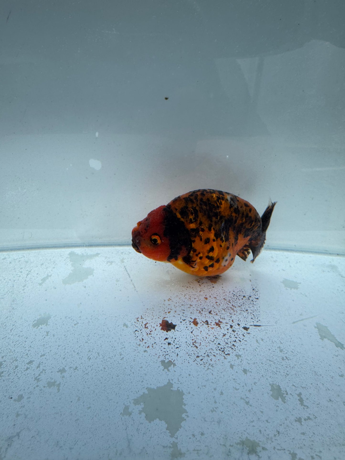 Calico Ranchu. WVF313
