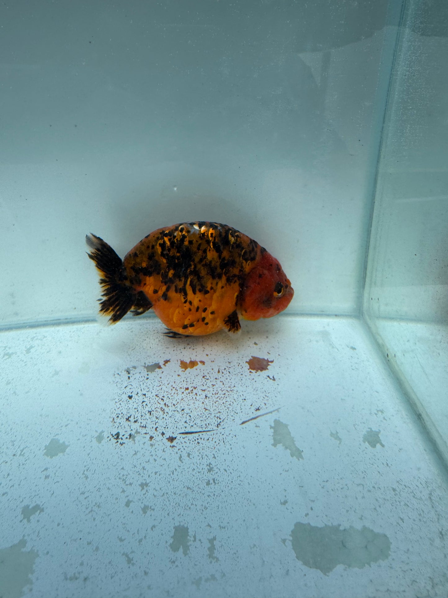 Calico Ranchu. WVF313