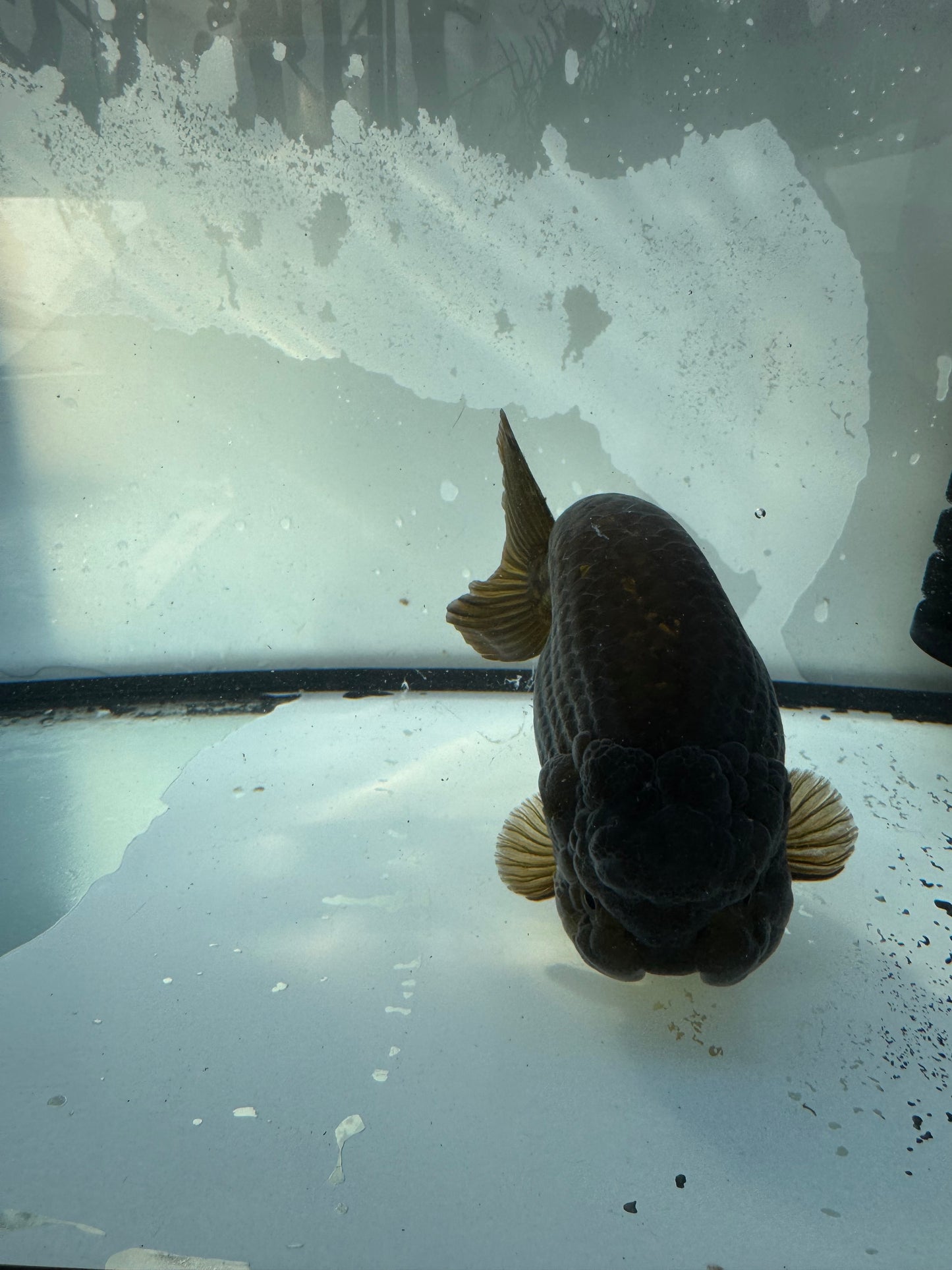 Bronze Ranchu. WVF394