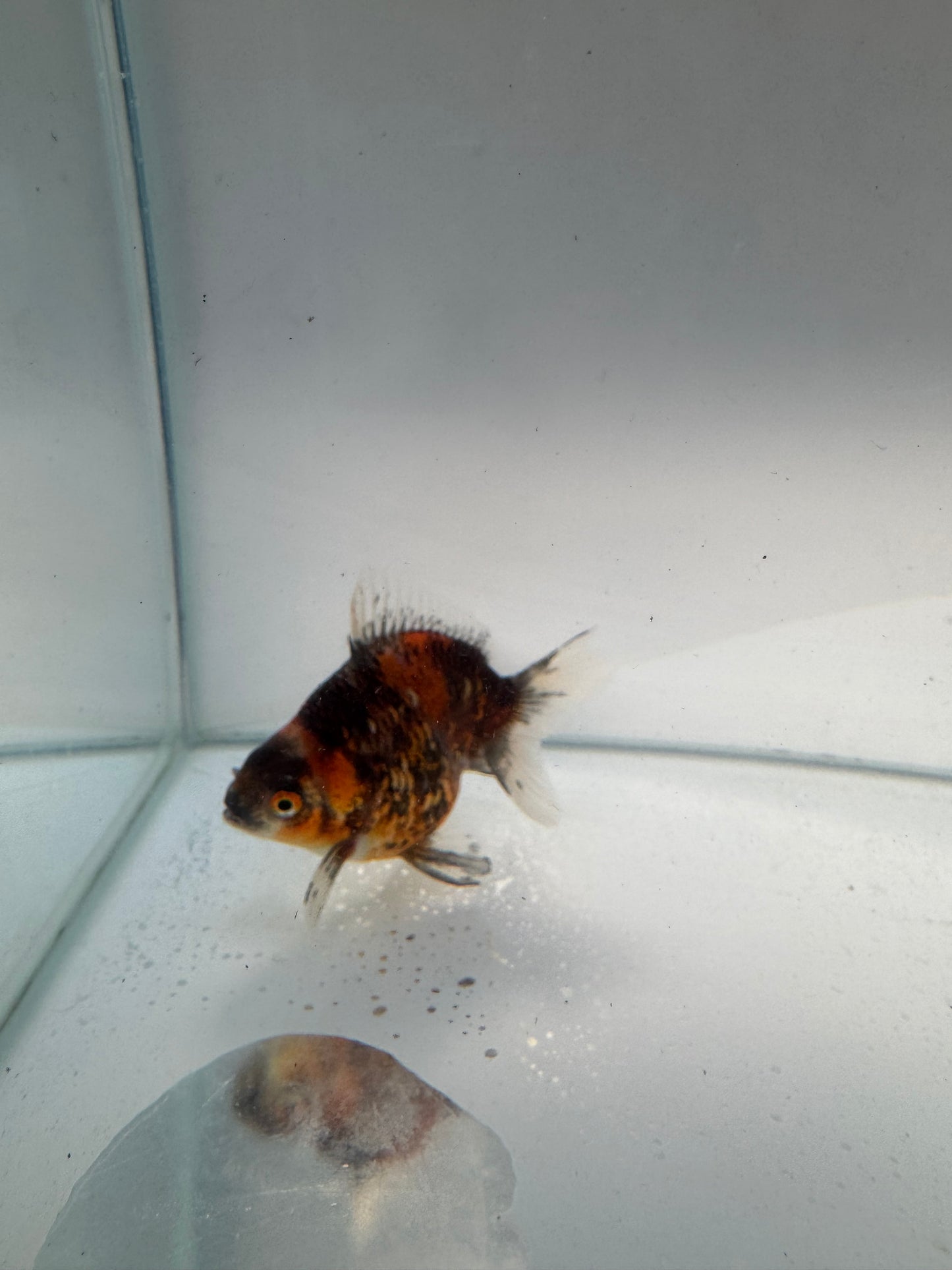 Calico Ryukin. WVF155