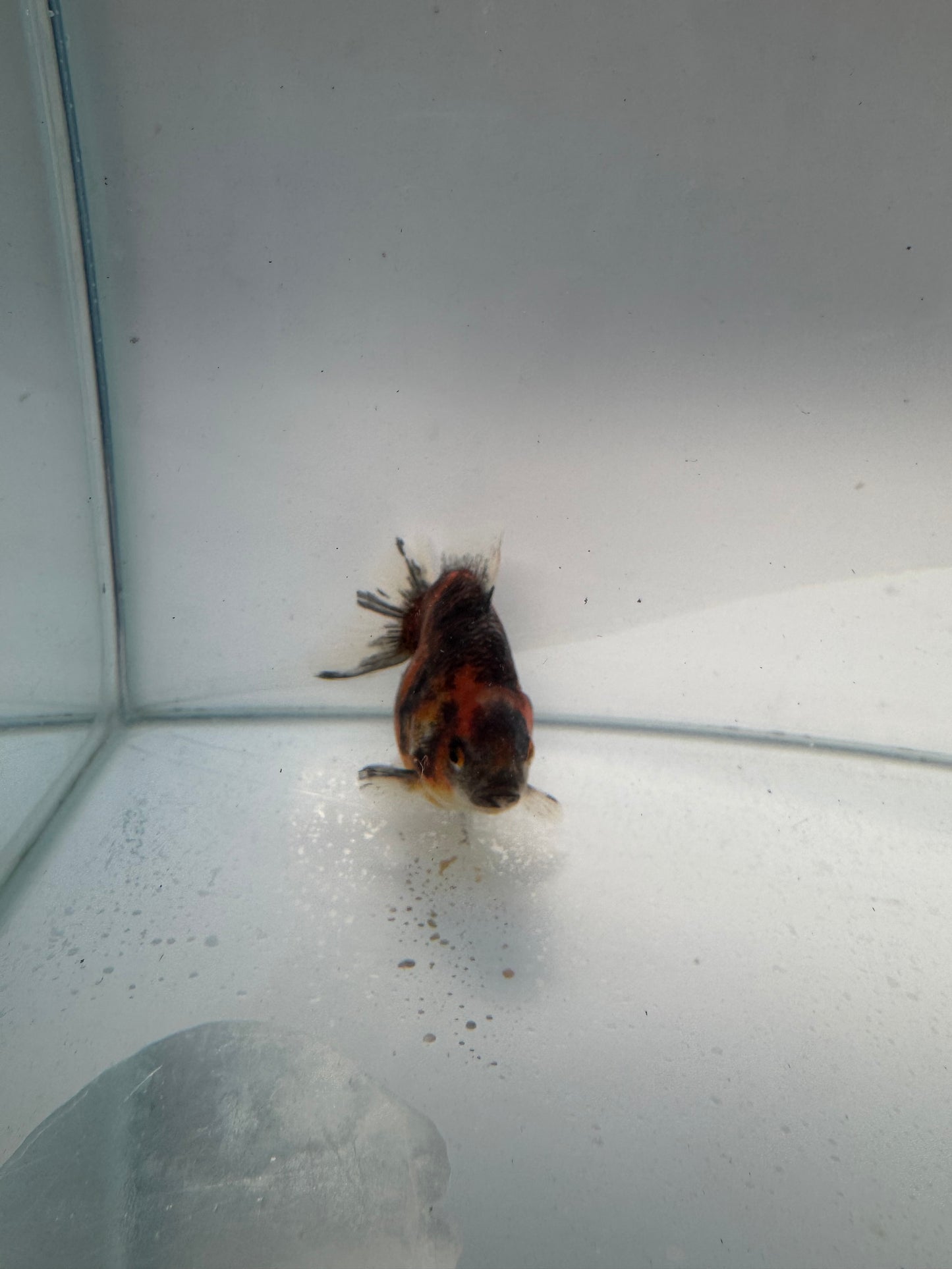 Calico Ryukin. WVF155