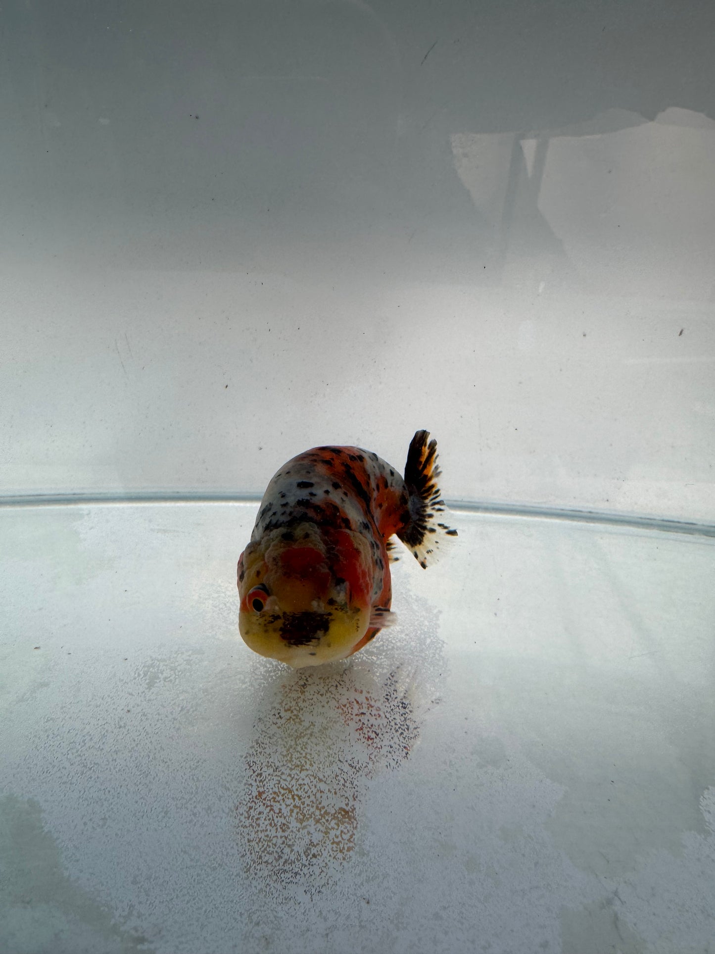 Calico Ranchu. WVF308