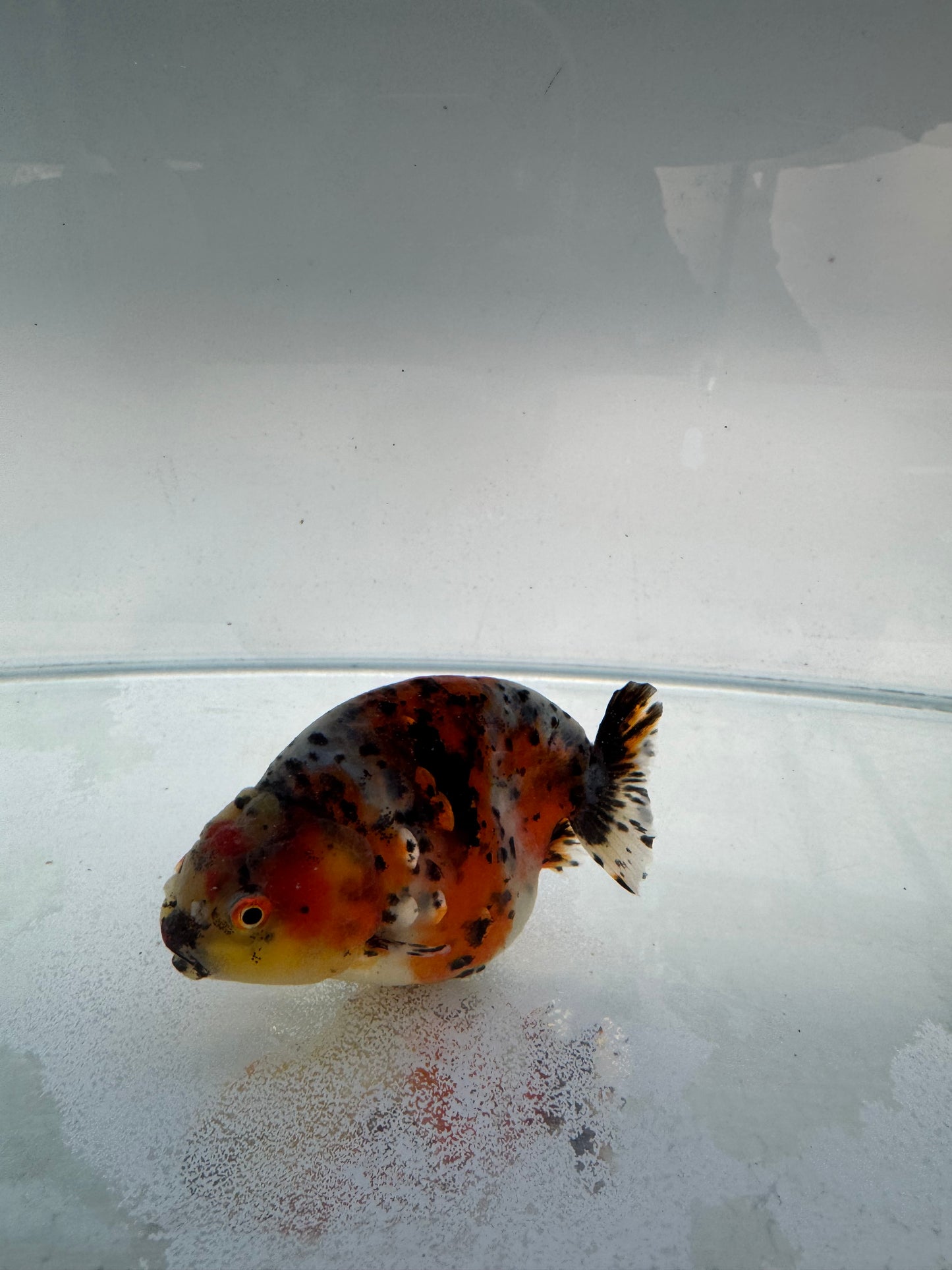 Calico Ranchu. WVF308