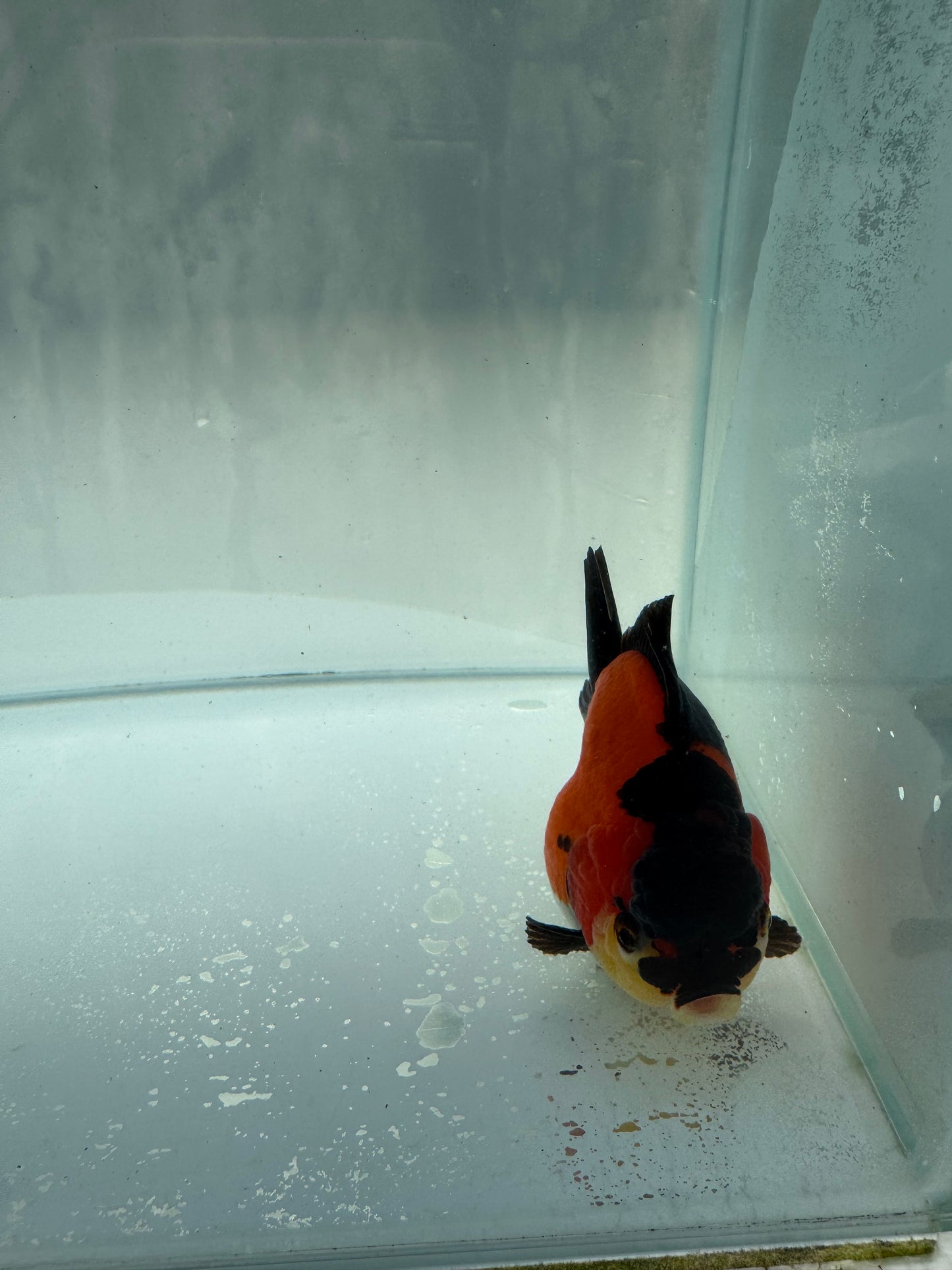 Short taił Tricolour Oranda. WVF267. Direct from Nana farm