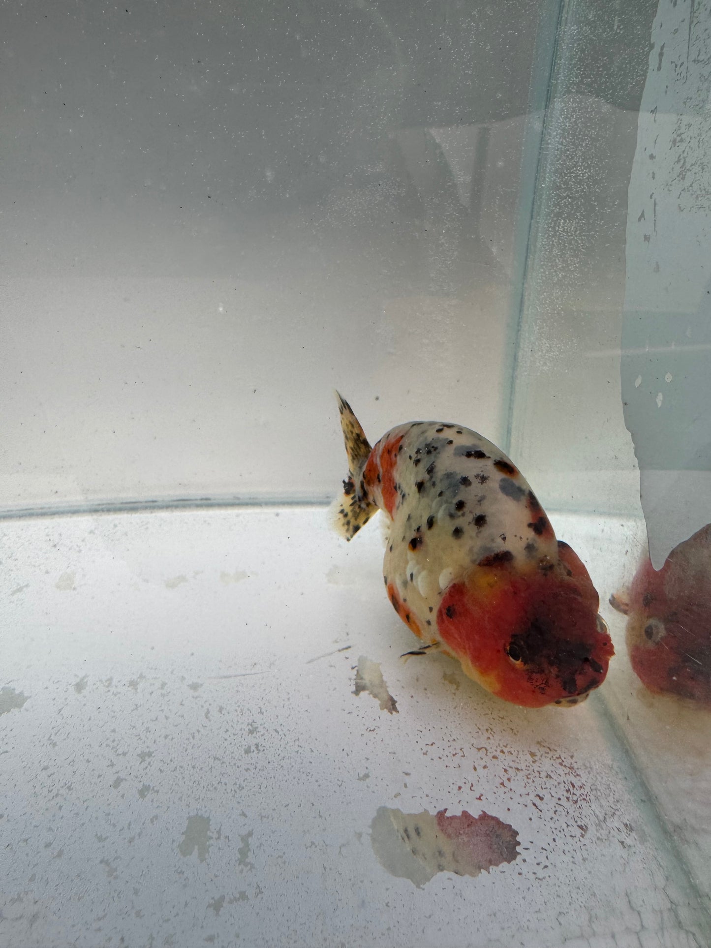Calico Ranchu. WVF314