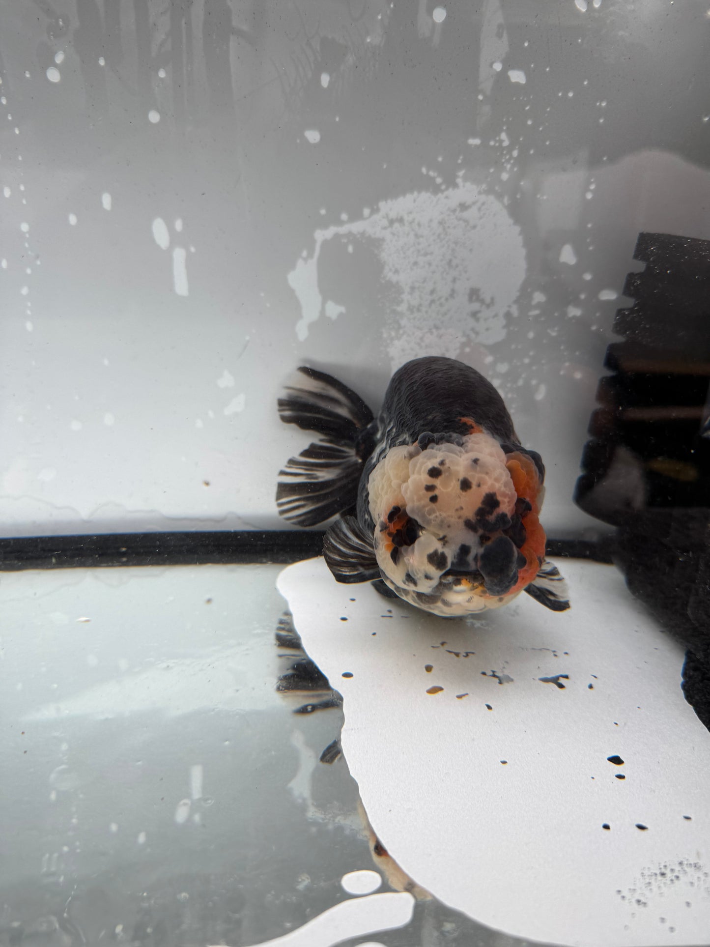 Calico Ranchu. WVF393