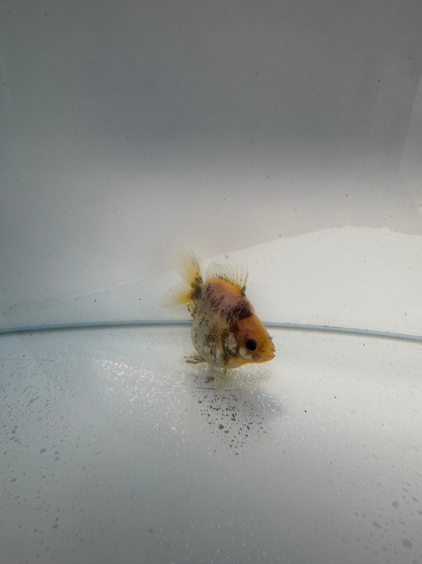 Calico Ryukin. WVF157