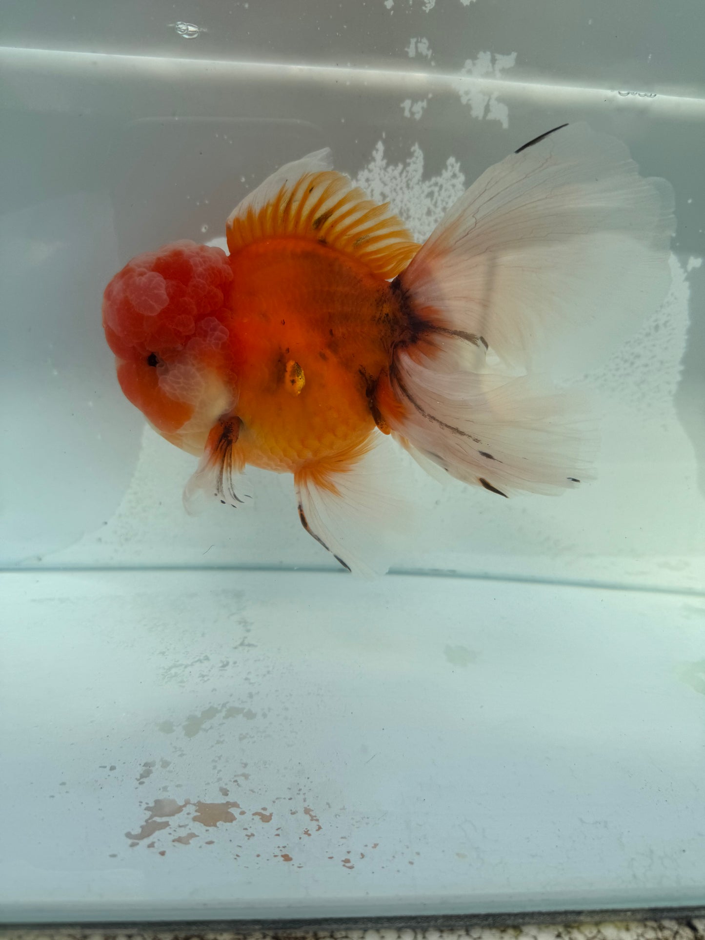 Calico Oranda. WVF366