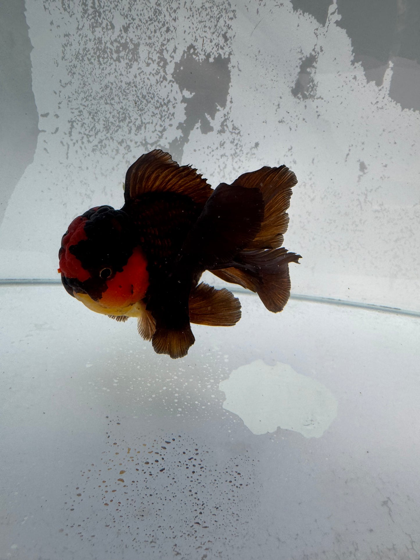 Red/ bronze Oranda WVF354