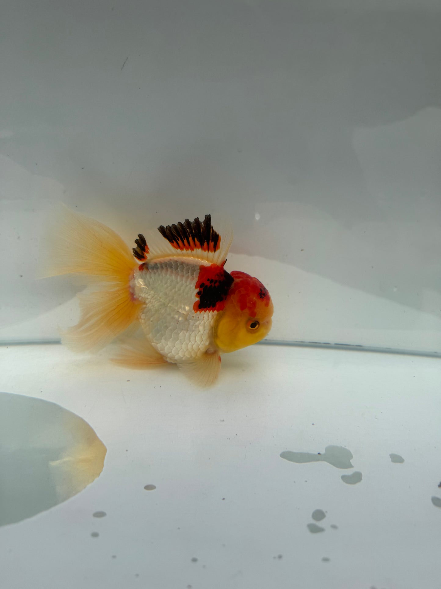 Tricolour Oranda. WVF296