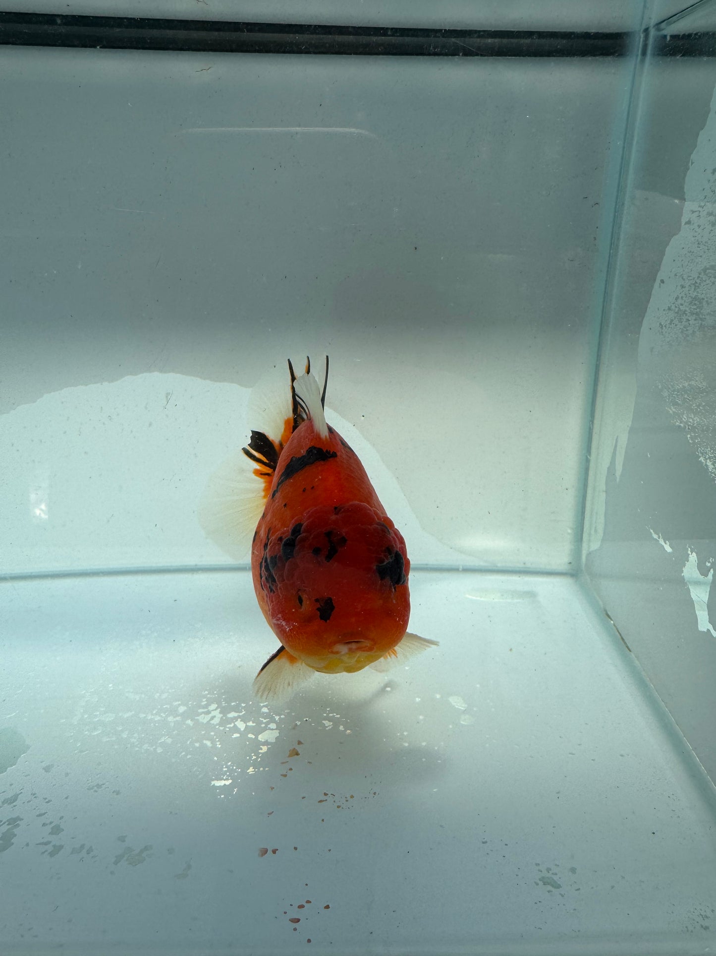 Red Tiger Oranda direct from Meng Lee. WVF212