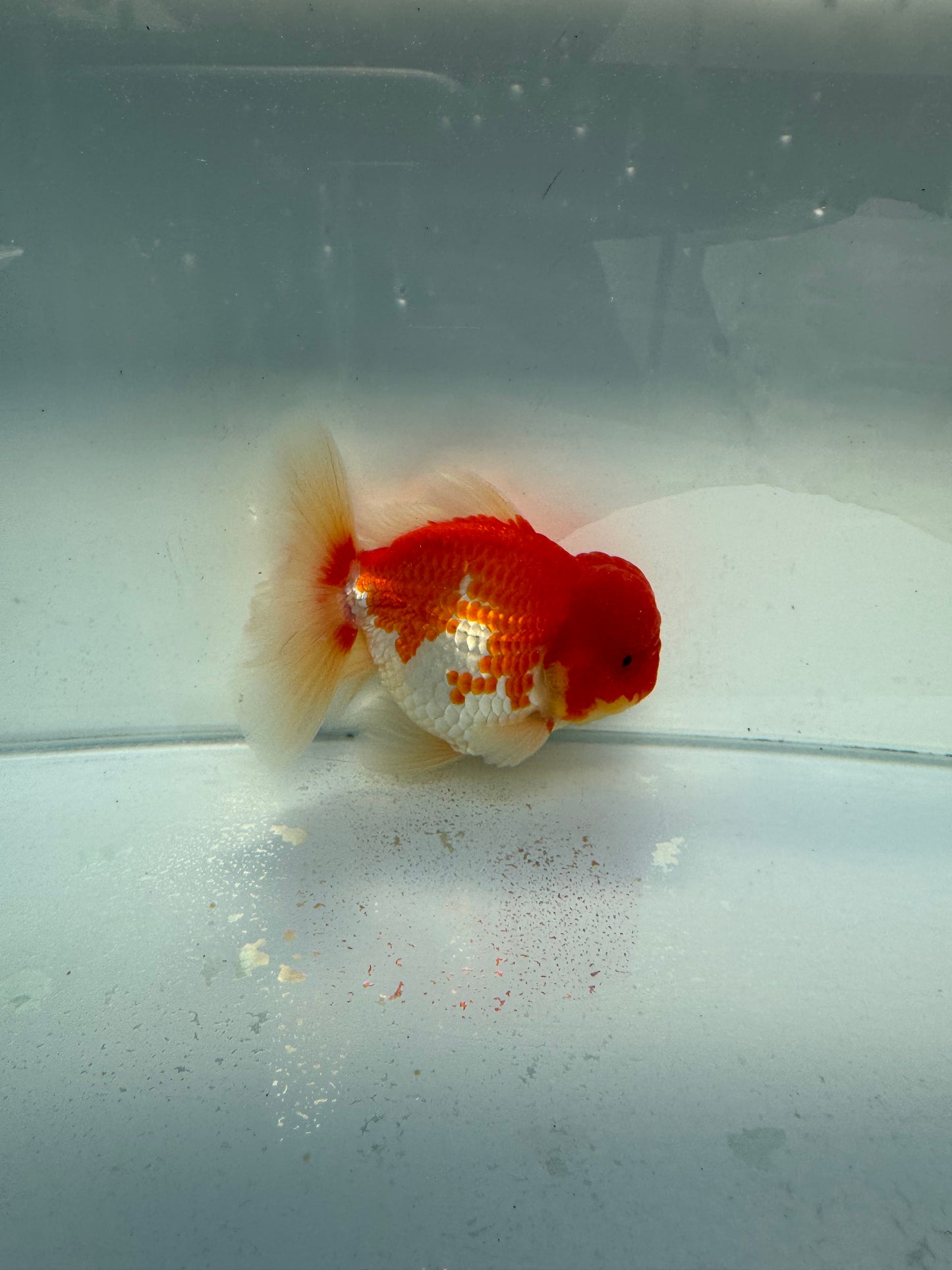 Red&white shogun Oranda WVF336