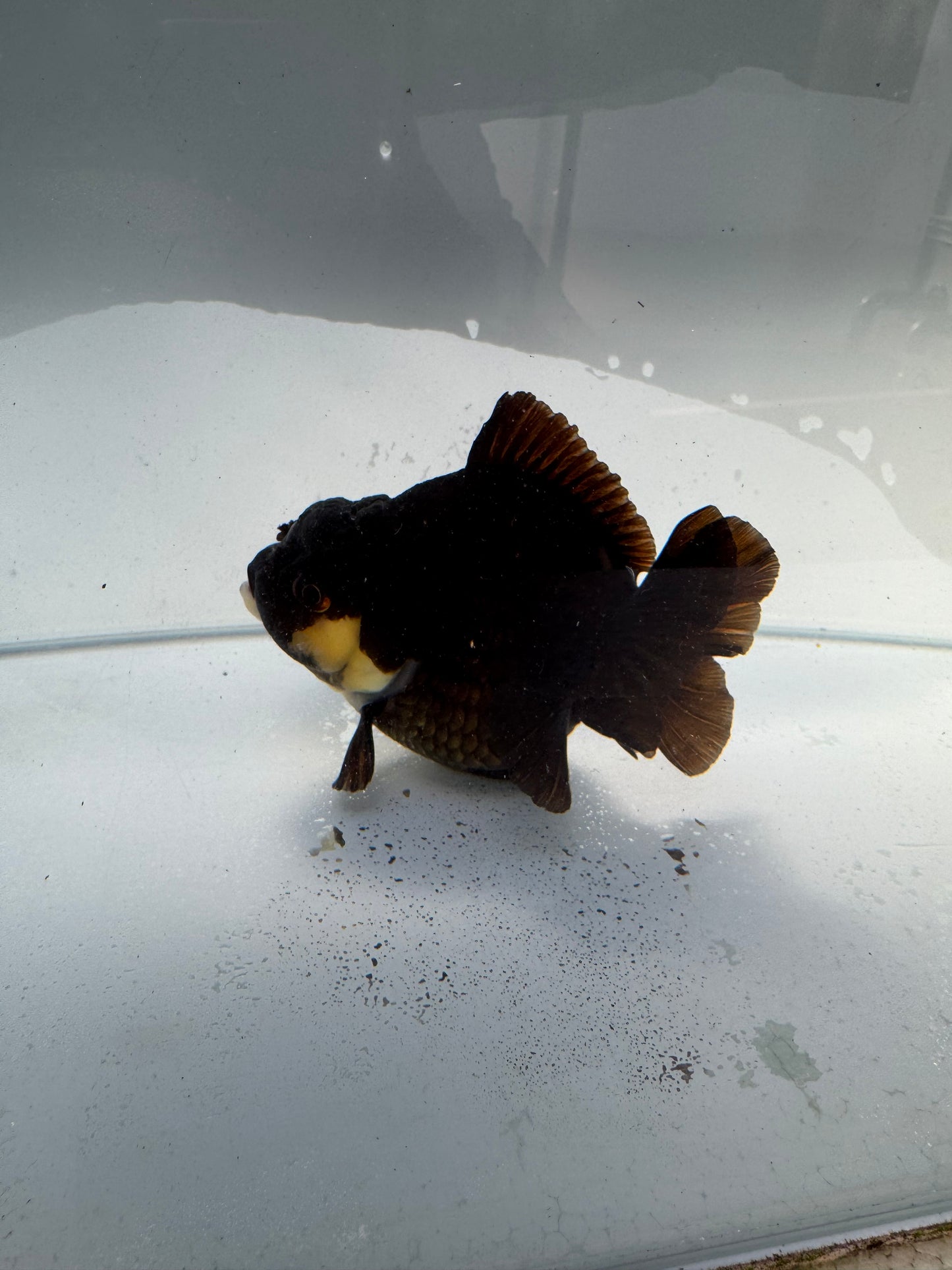 Panda Oranda. WVF325,direct from Nana goldfish farm
