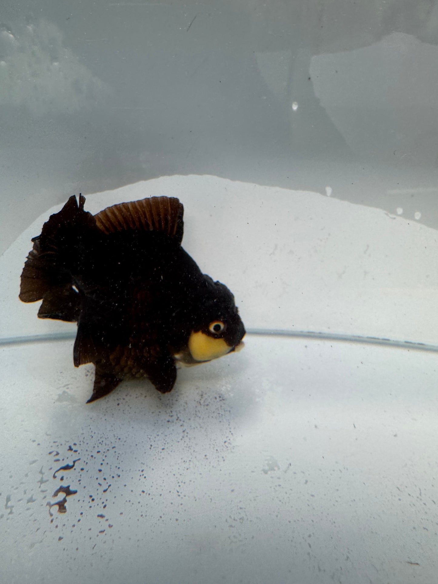 Panda Oranda. WVF325,direct from Nana goldfish farm