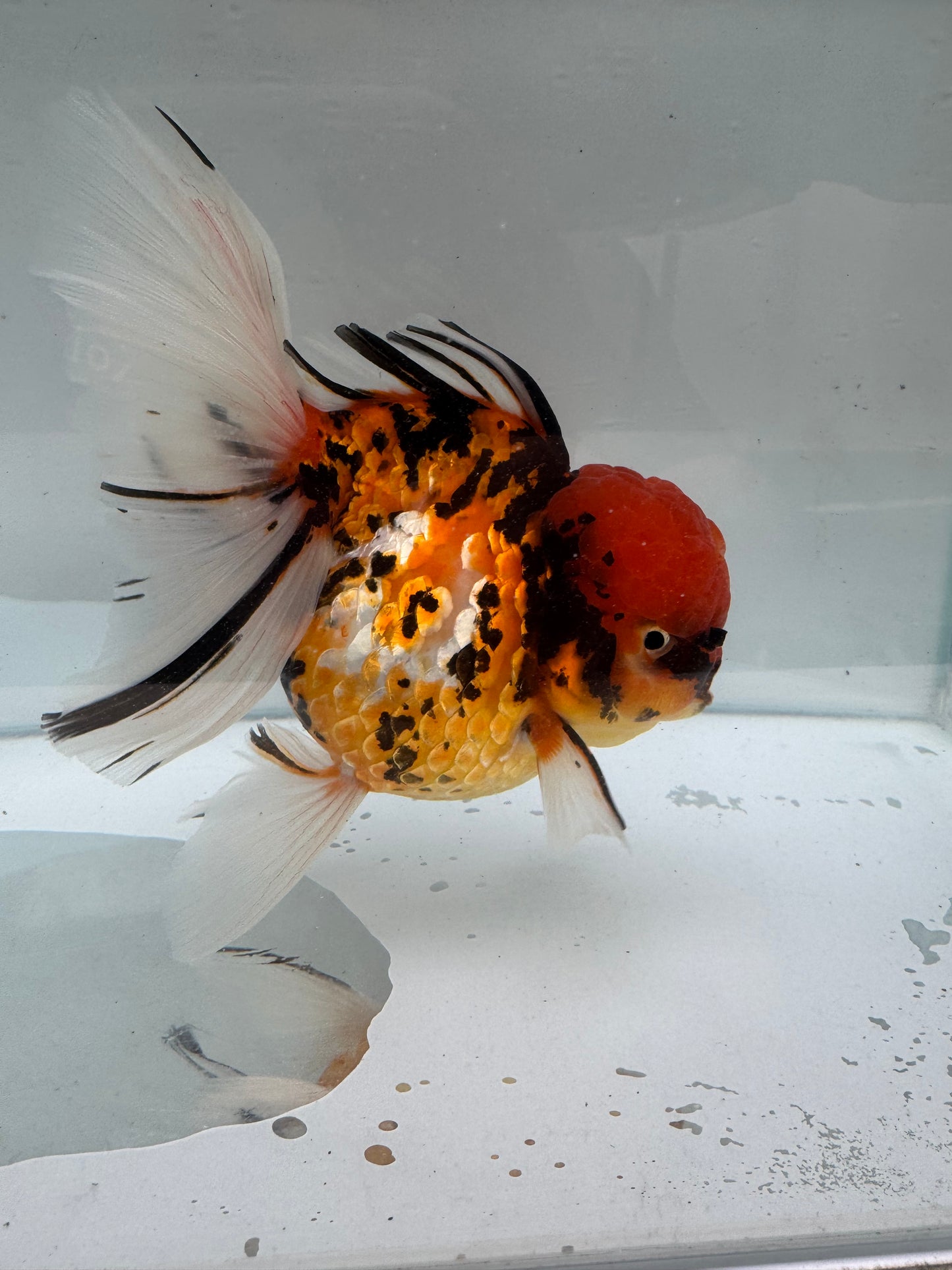 Red tiger Oranda. WVF272
