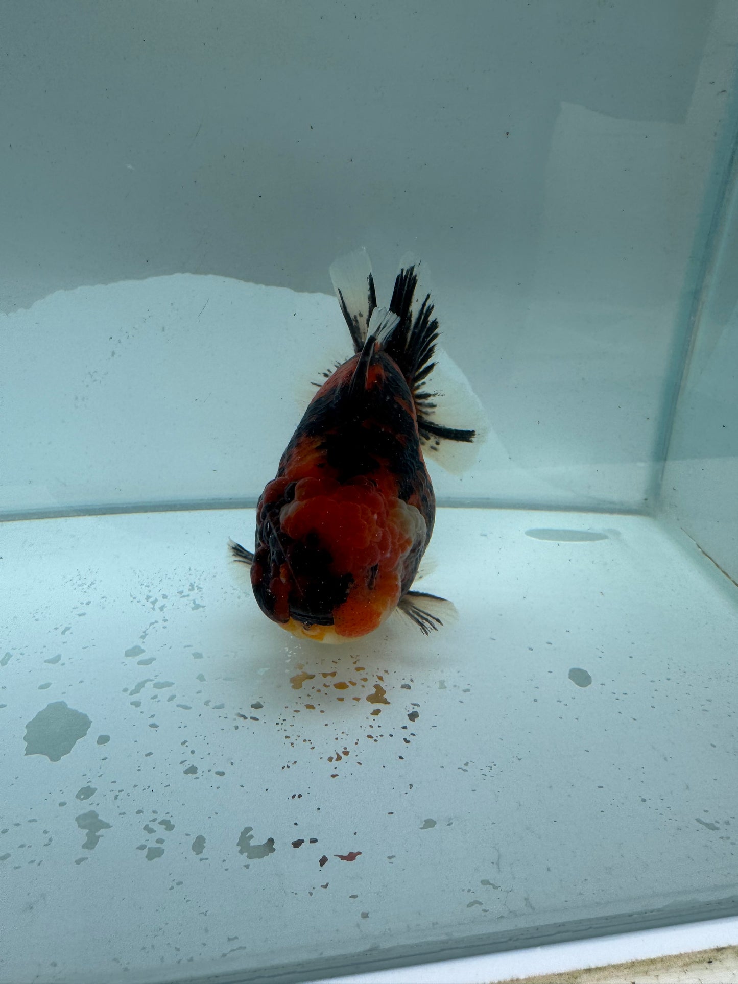Red Tiger Oranda direct from Meng Lee. WVF219