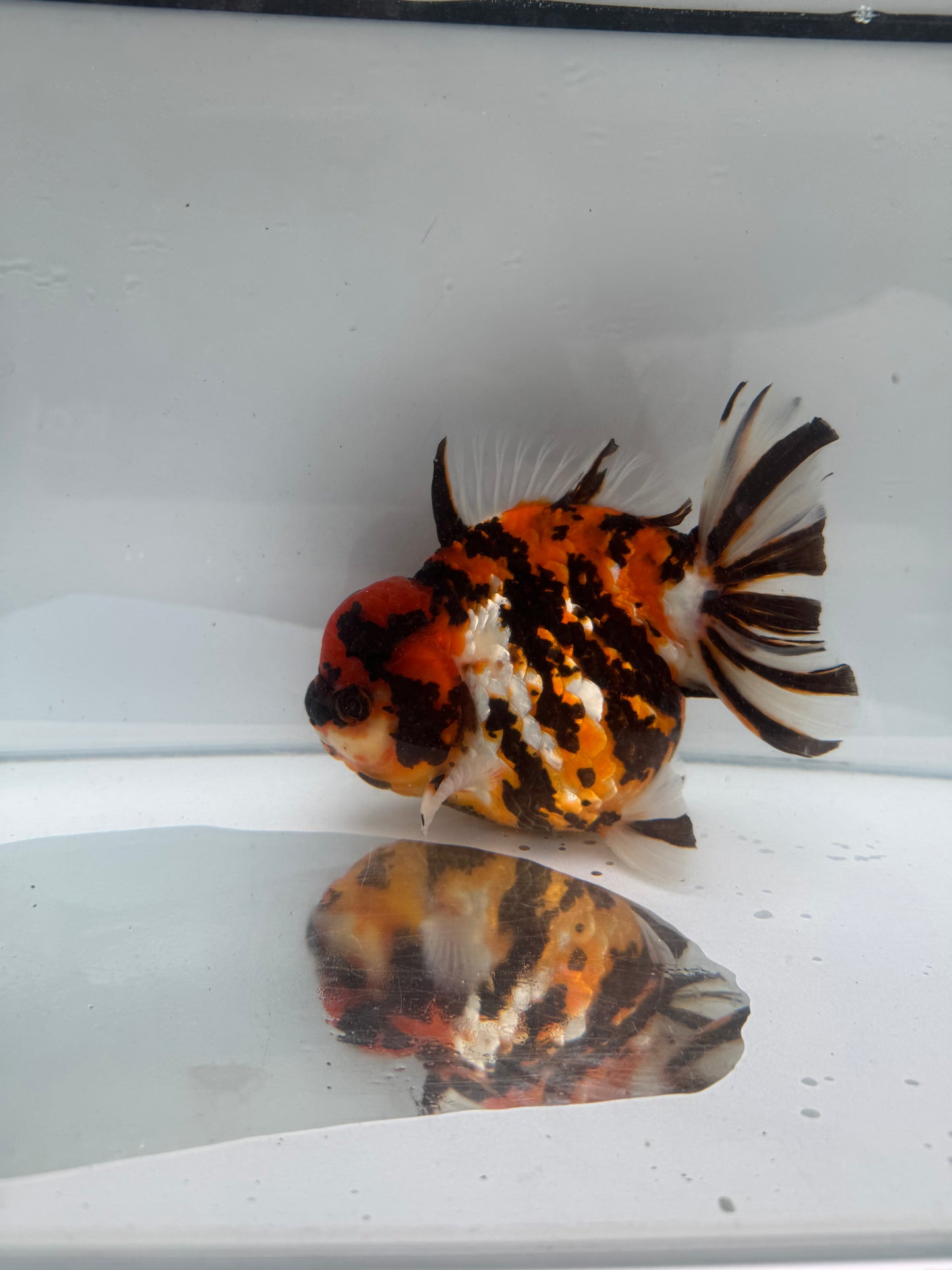 H/Q red tiger Oranda. WVF273