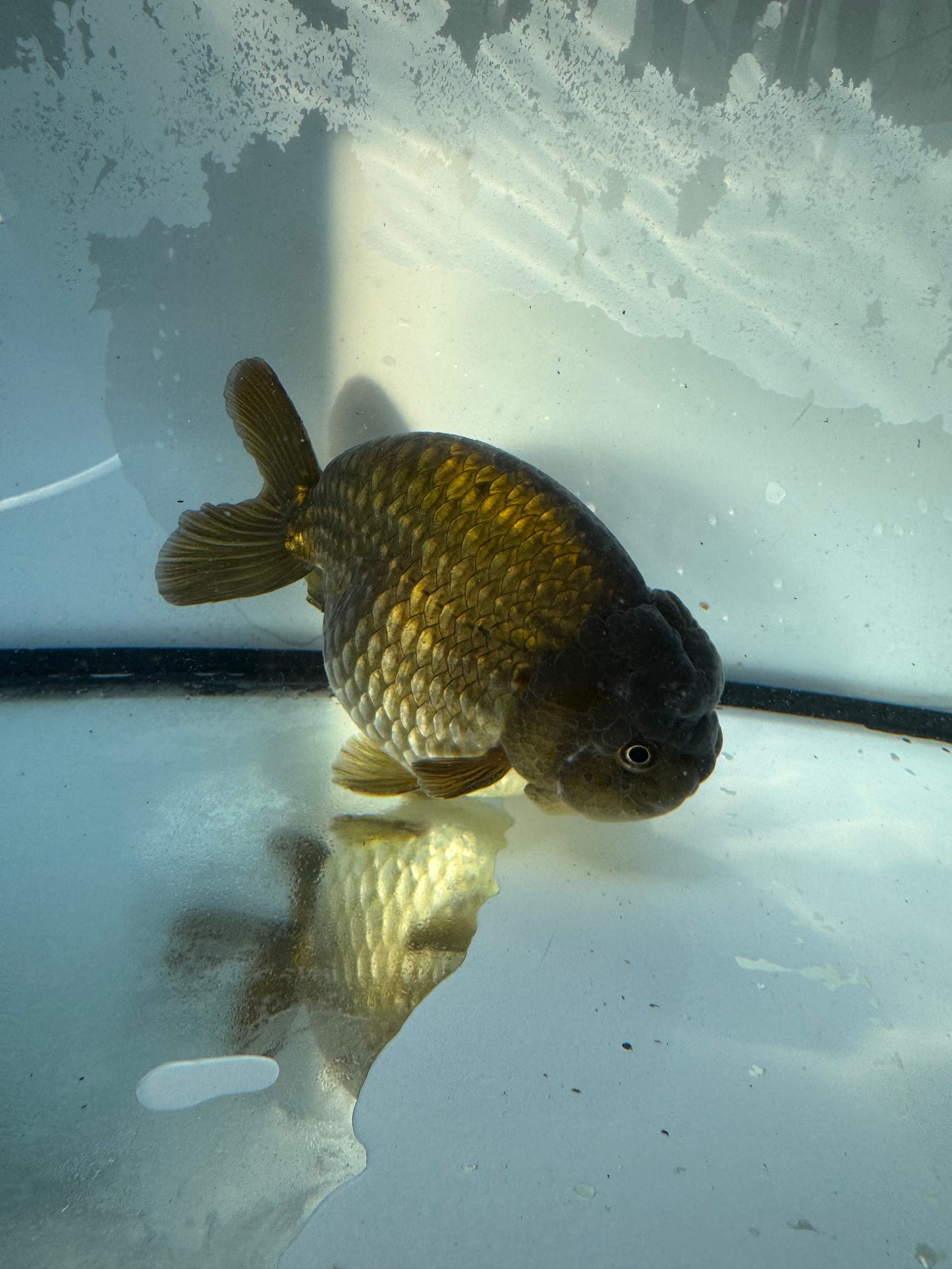 Bronze Ranchu. WVF394
