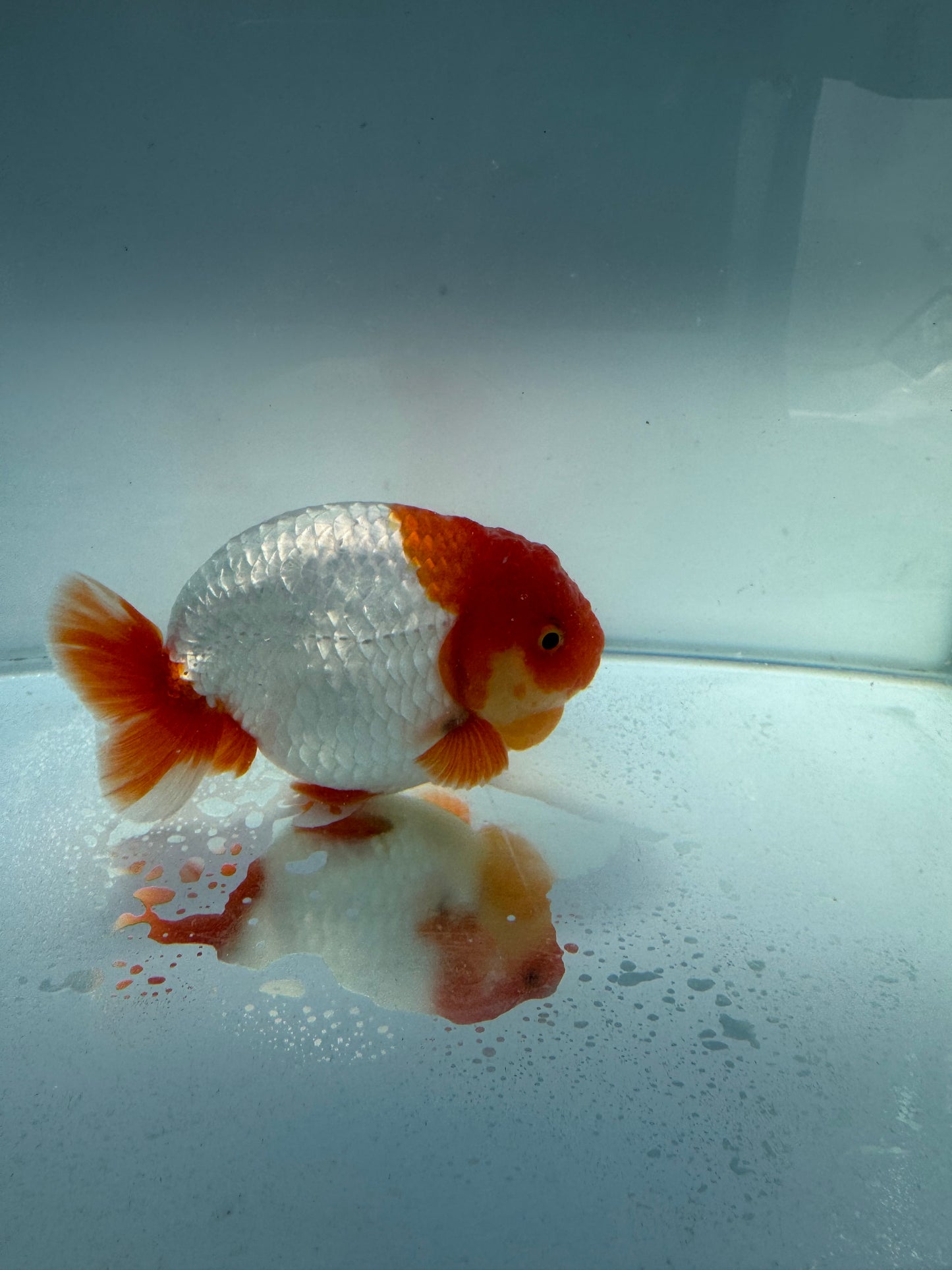 Red&white lionchu. WVF110