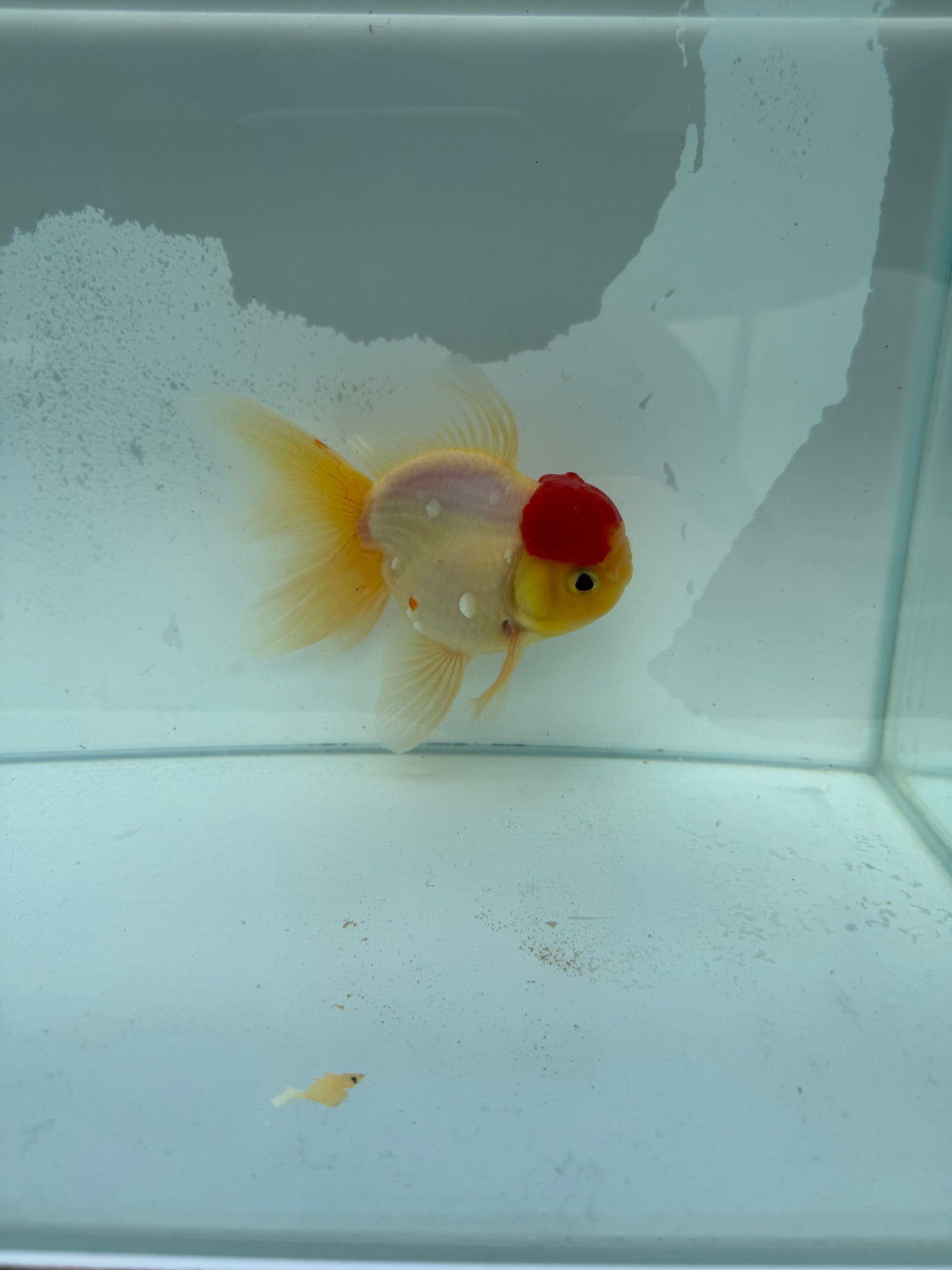 Redcap Sakura Oranda. WVF346