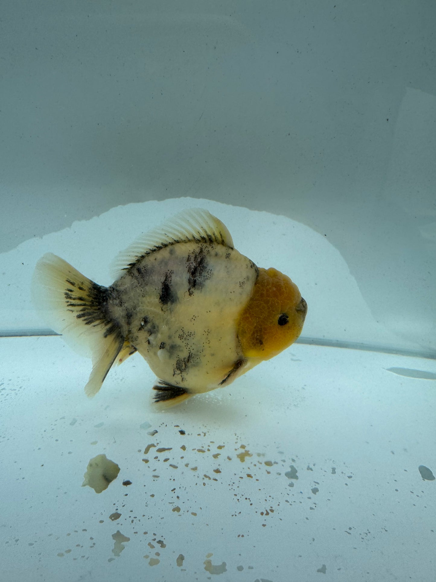 Oranda direct from Meng Lee. WVF217