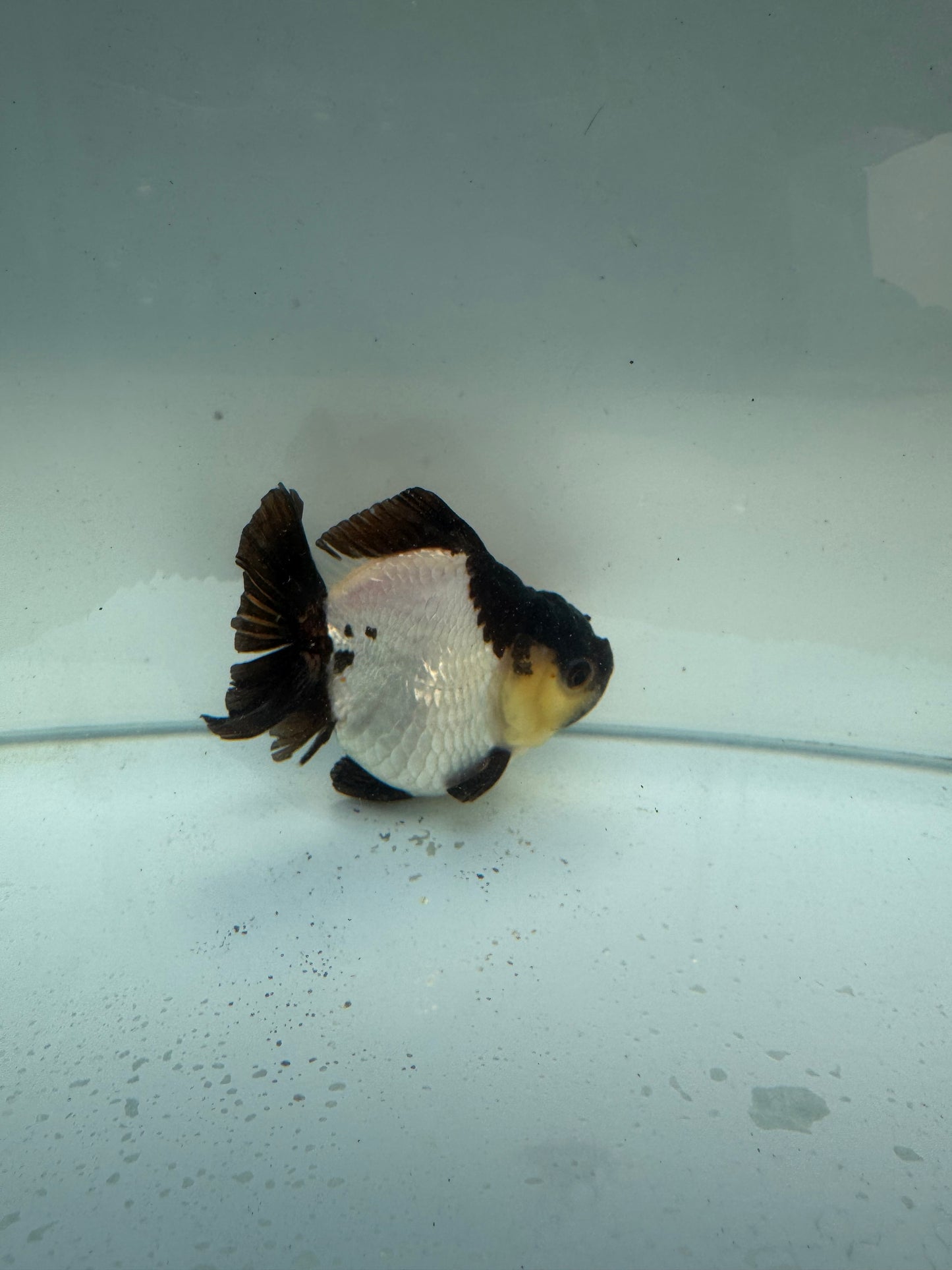 Short tail panda Tricolour. WVF259 Direct from Nana Farm
