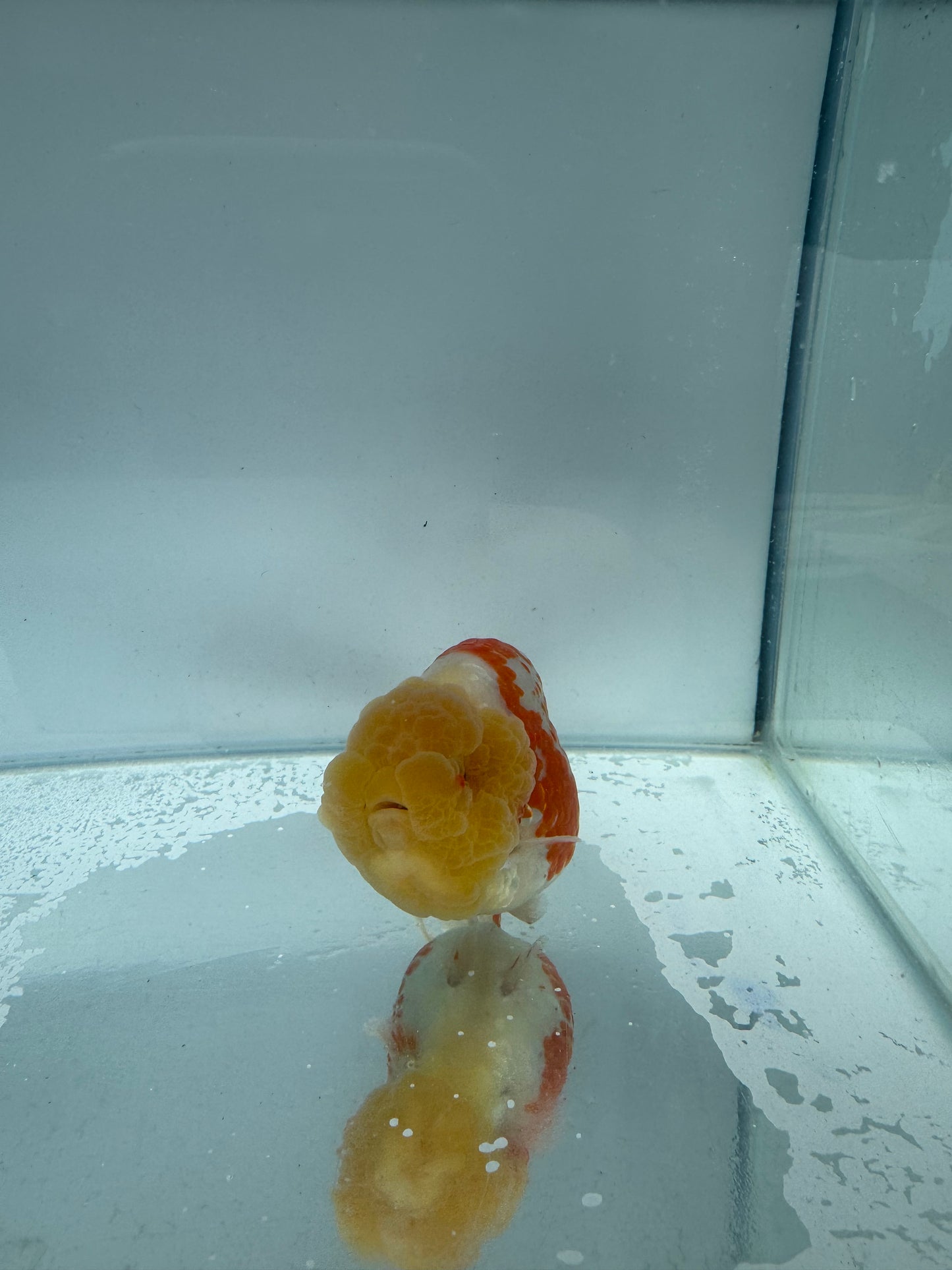 Sakura Ranchu. WVF134,Direct from Meng Lee
