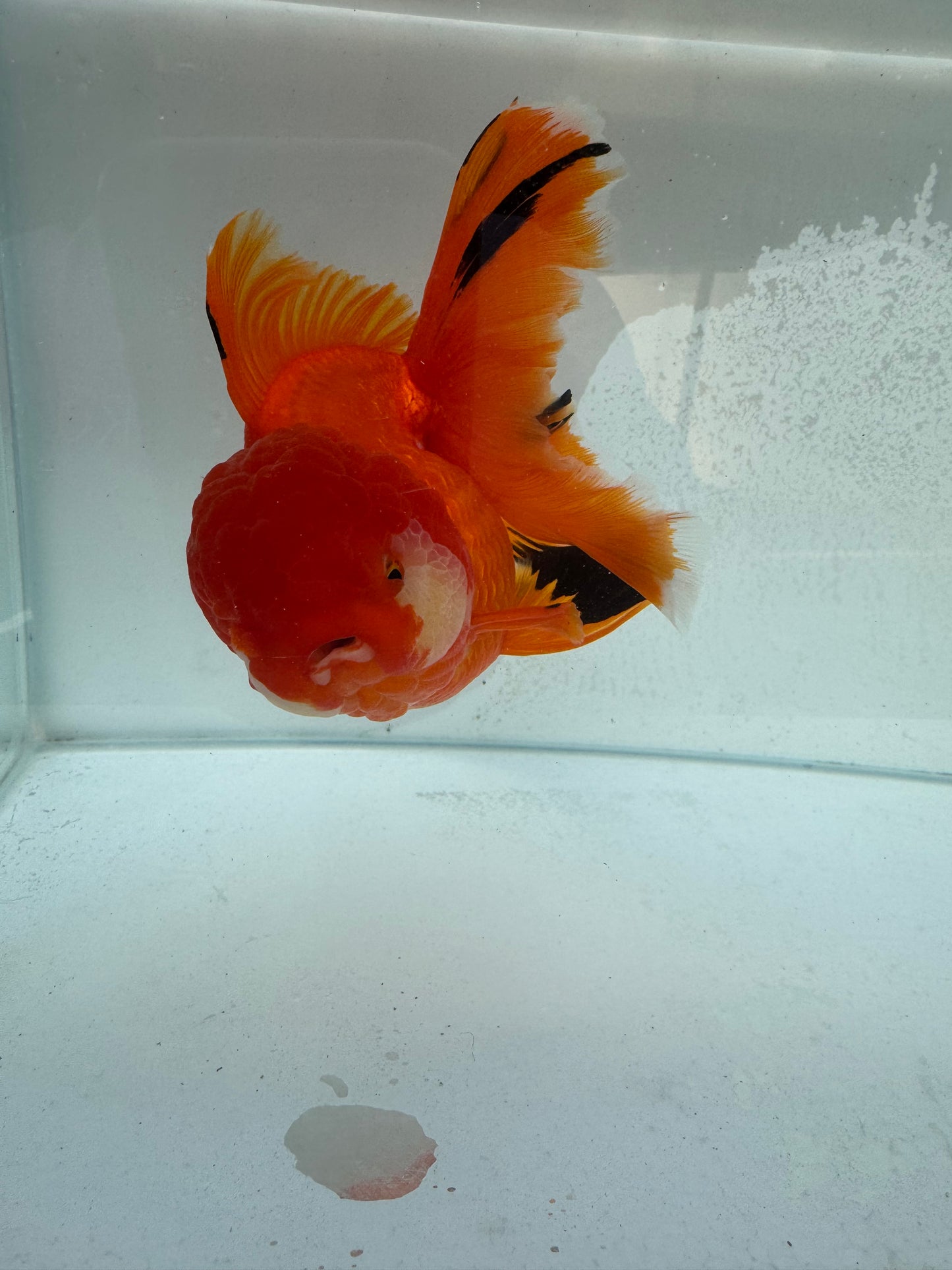Oranda. WVF364