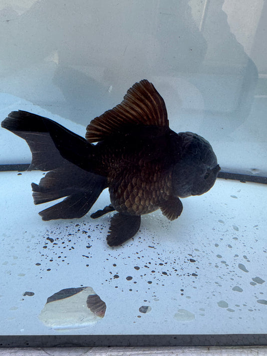 Bronze Oranda WVF601