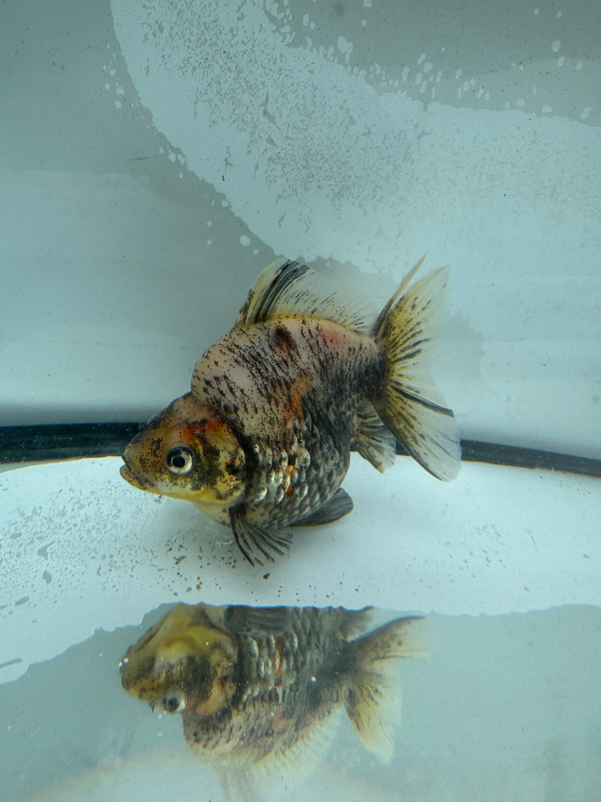 Calico Ryukin. WVF967