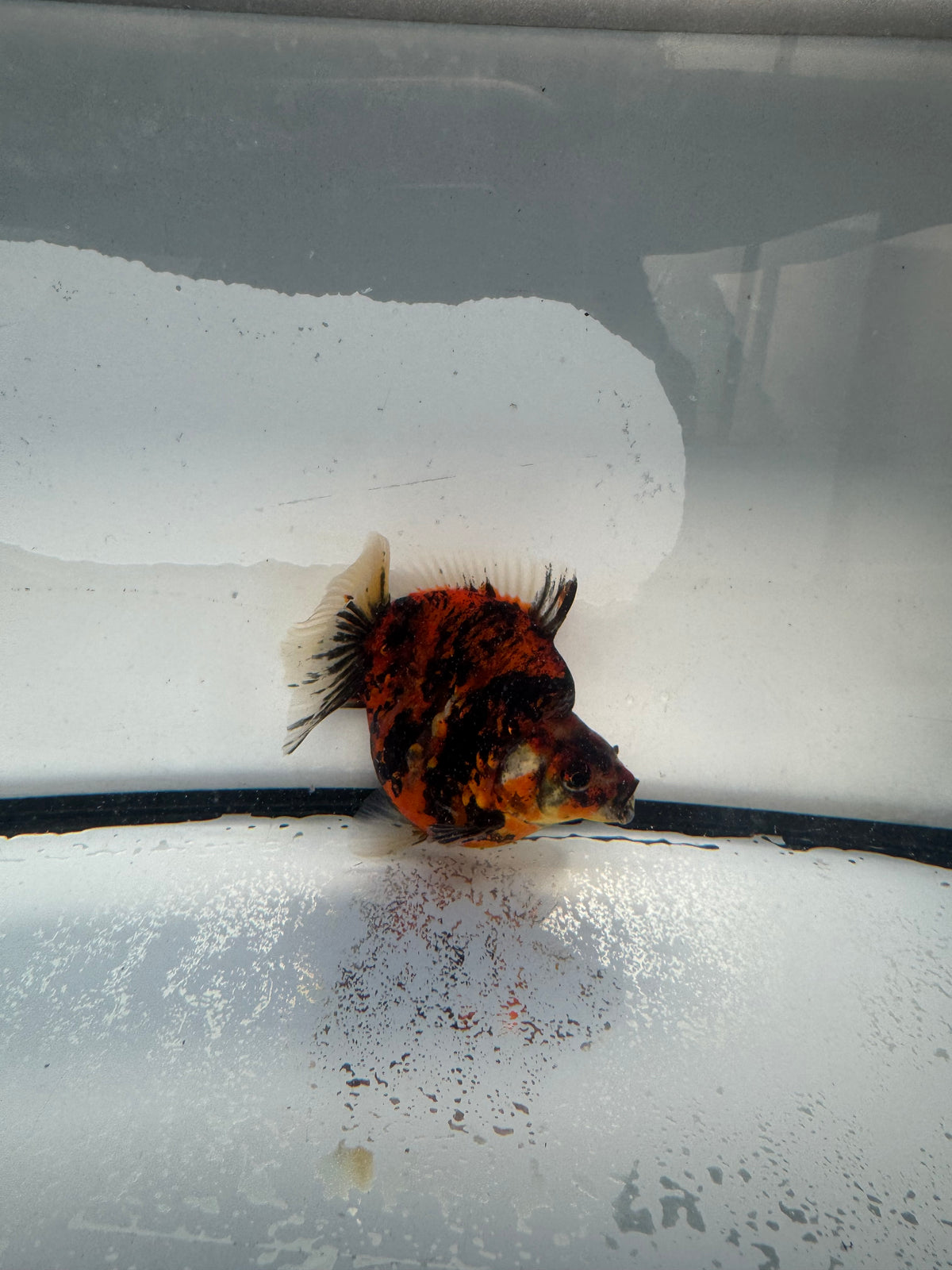 Calico Ryukin. WVF1019