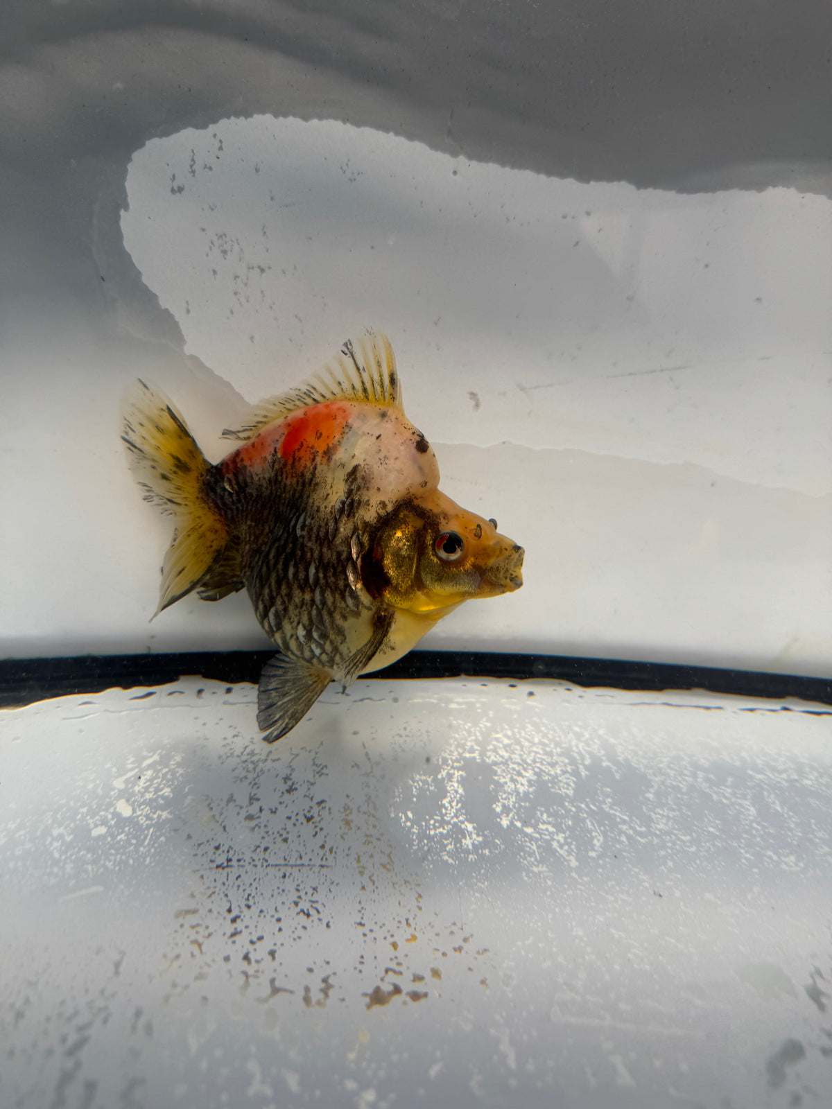Calico Ryukin. WVF1020