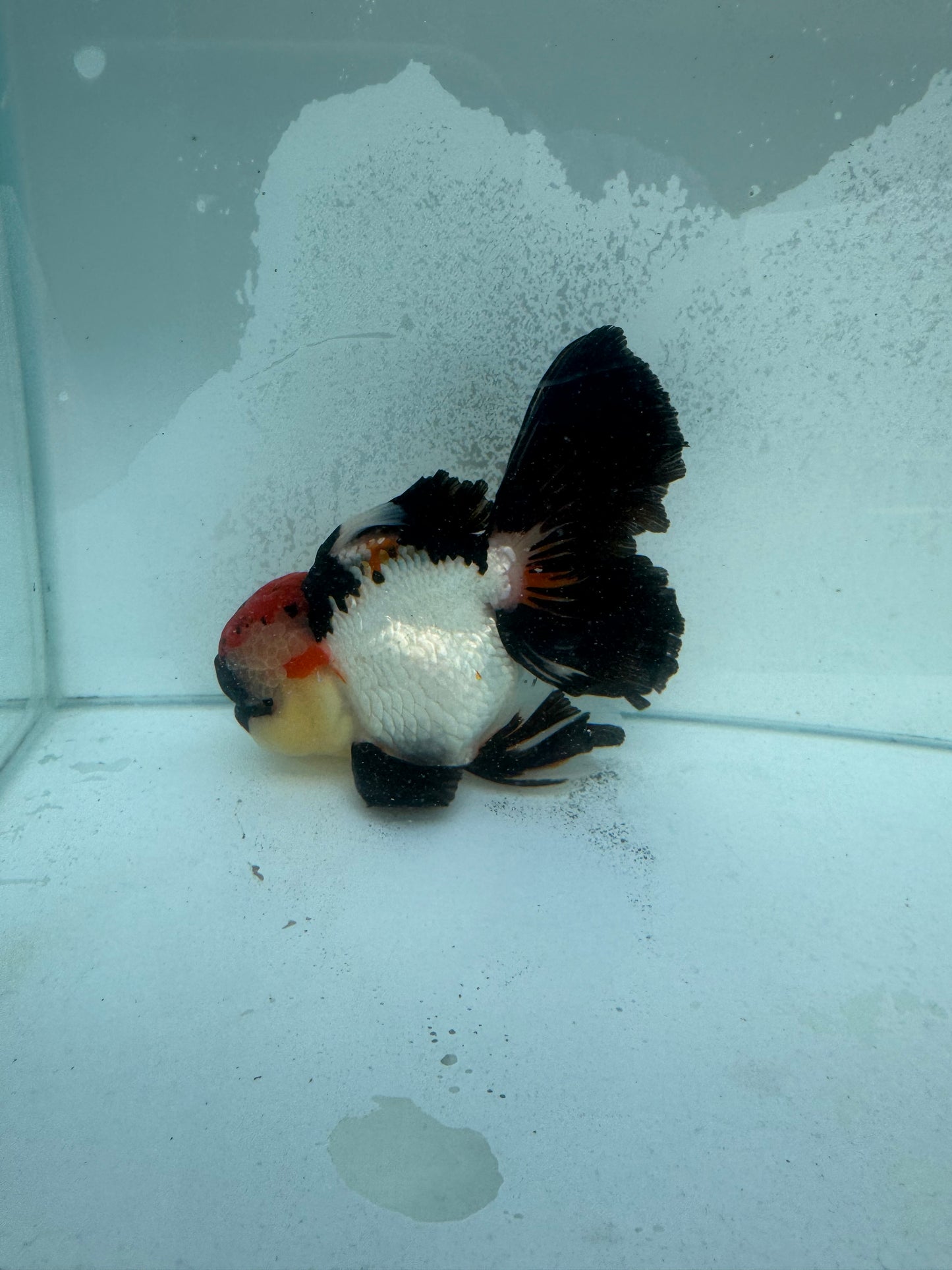 Tricolour Oranda. WVF370