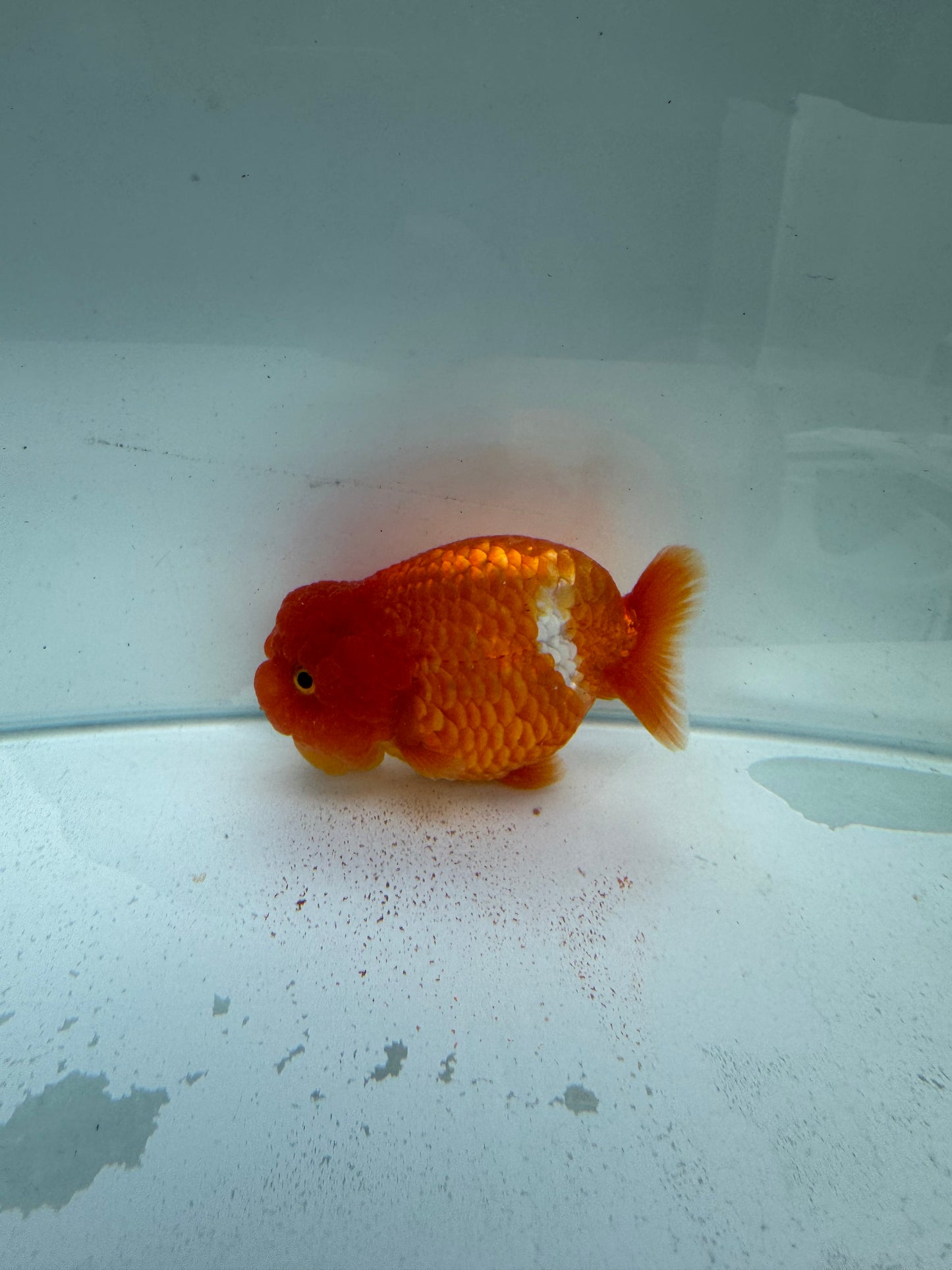 Red&white lionchu. WVF229