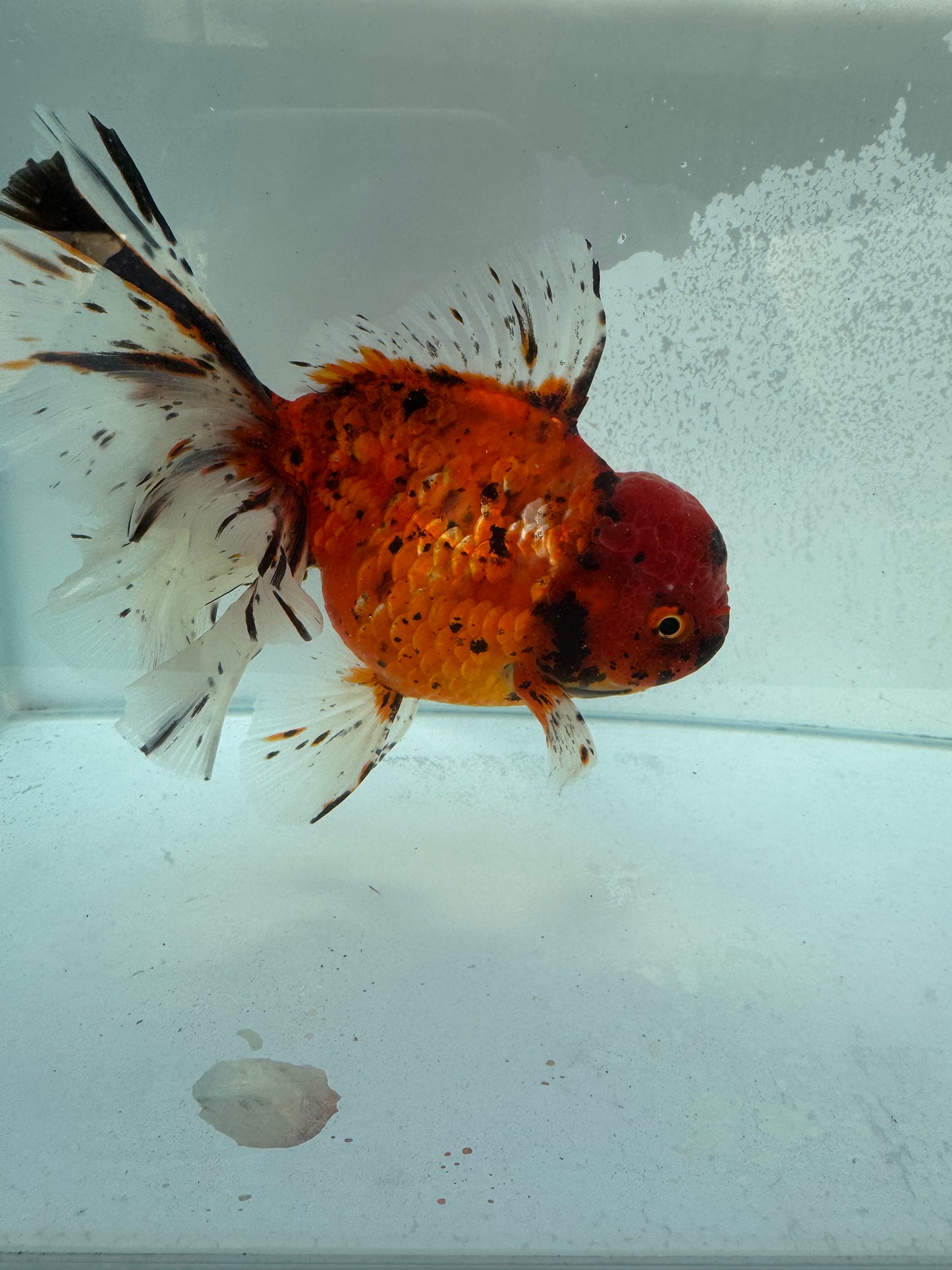 Calico Oranda. WVF365